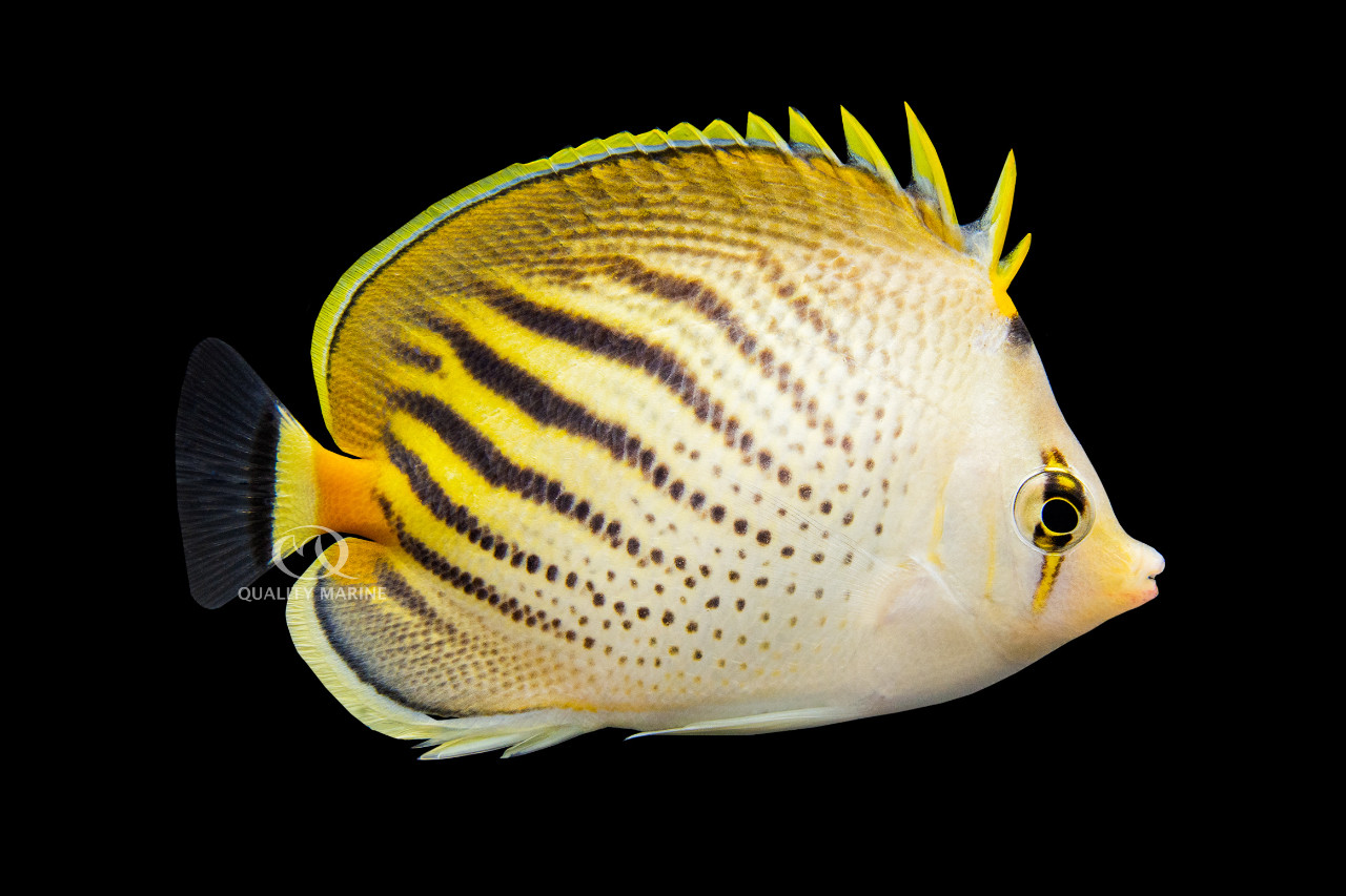 The Great Pele (Butterfly) thumbnail image