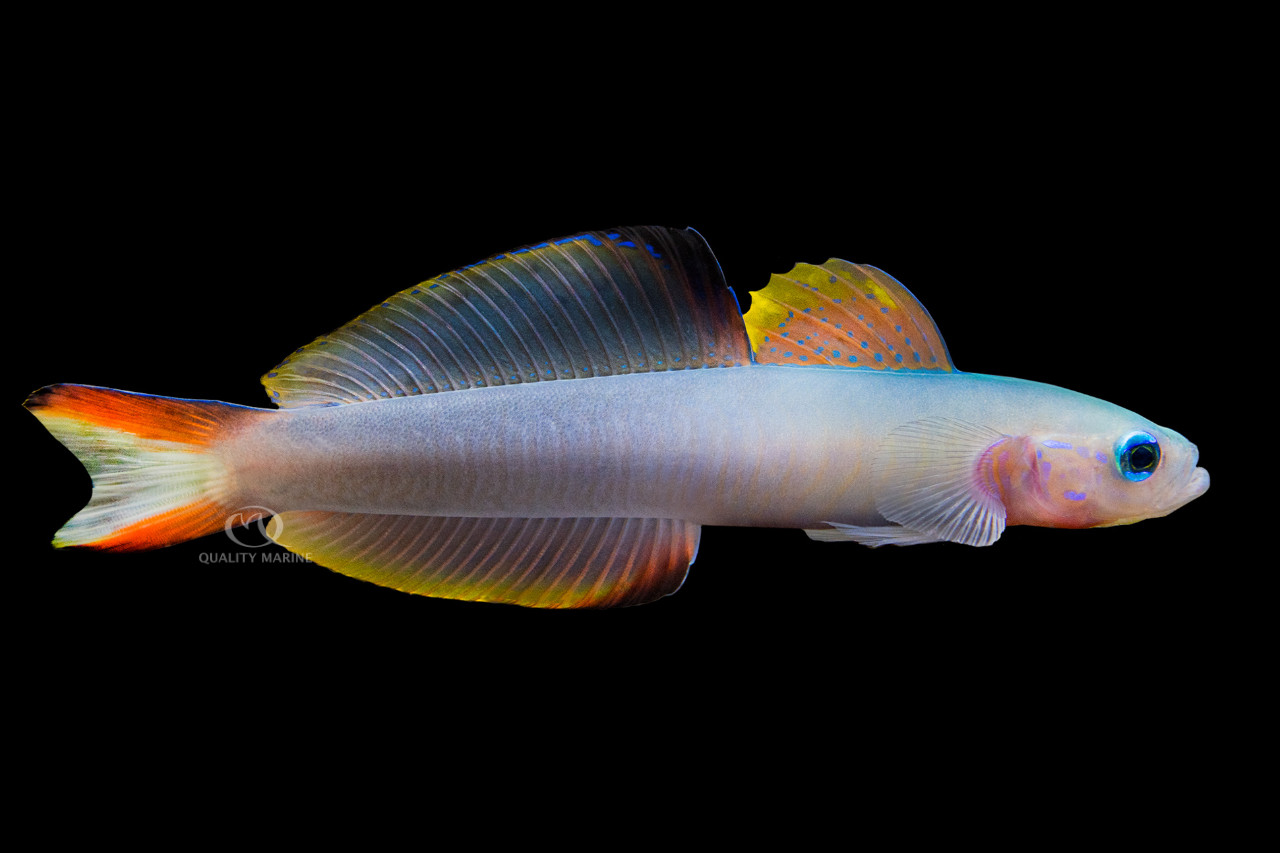 Nothing Pterrible about Ptereleotris evides thumbnail image