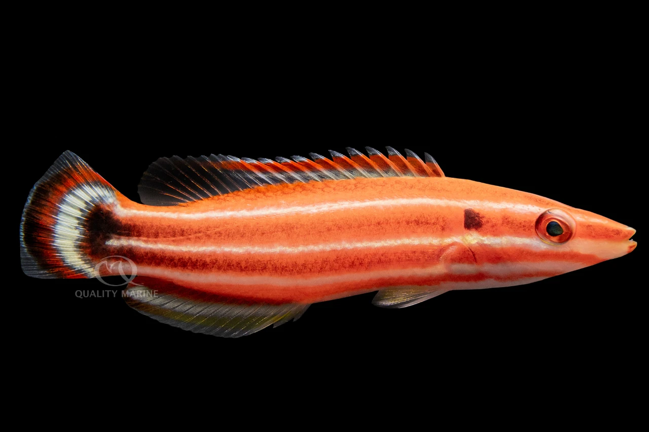 Peppermint Candy Cane Hogfish thumbnail image