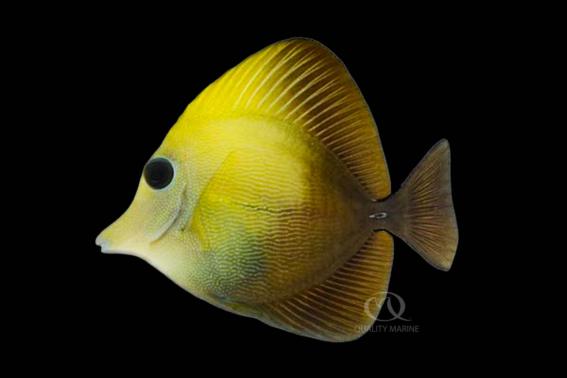 Scoping You Out thumbnail image