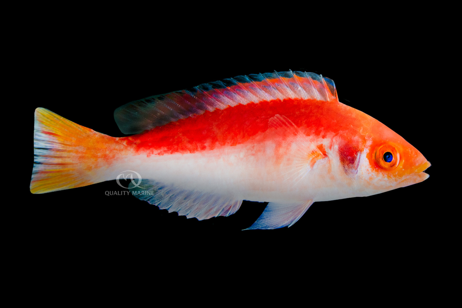 Small, Gorgeous, Peaceful. What's not to like about Marjorie's Wrasse?! thumbnail image