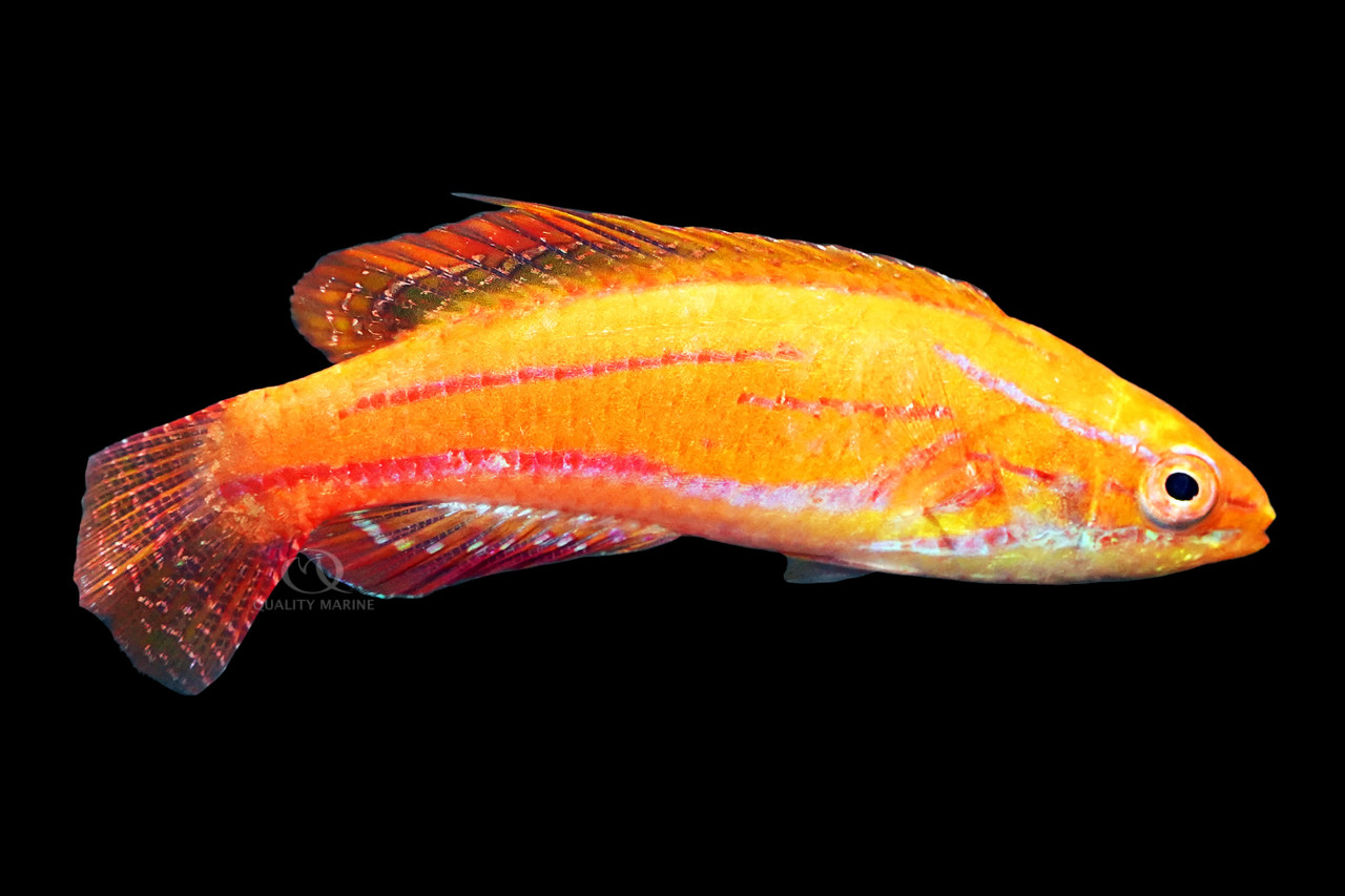 Rubricaudalis Flasher Wrasse, Sub-Adult/Female thumbnail image