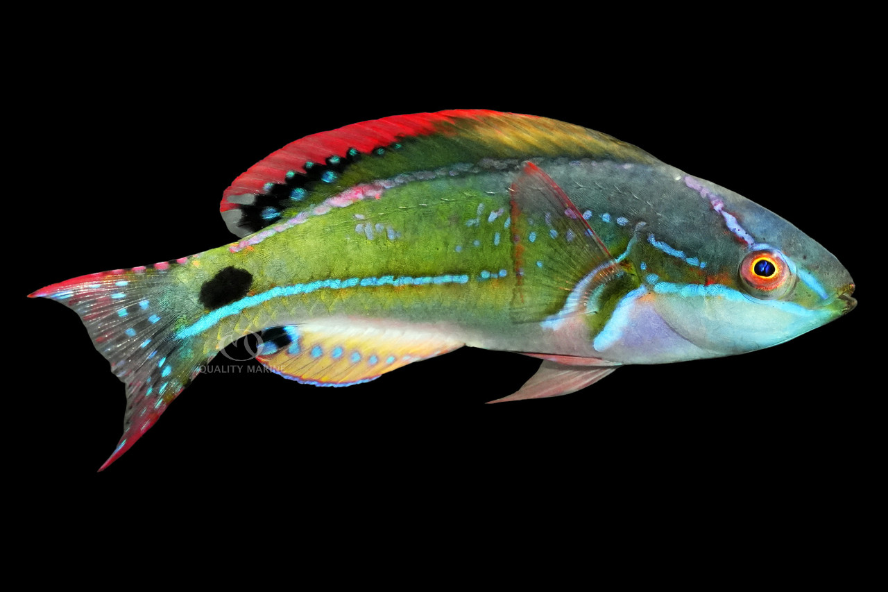 Absolutely Exquisite! thumbnail image