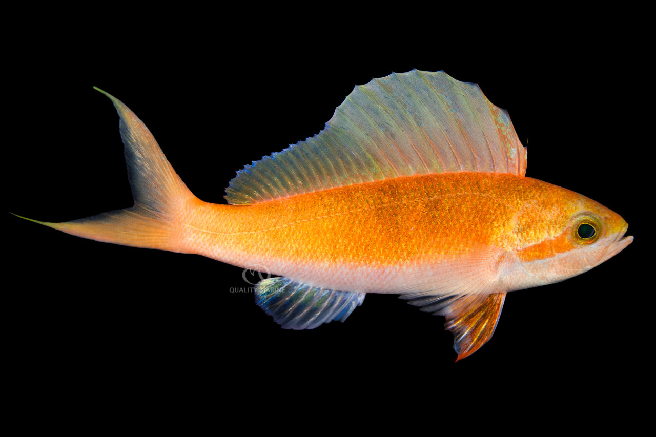 Pacific Sailfin Anthias thumbnail image