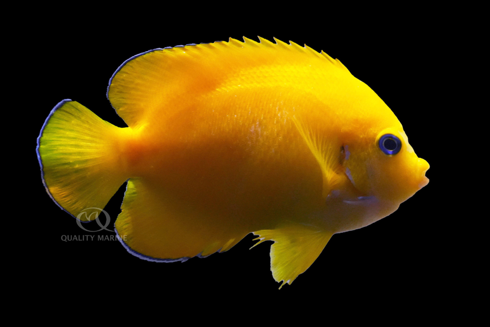 Coco Peel Angelfish thumbnail image