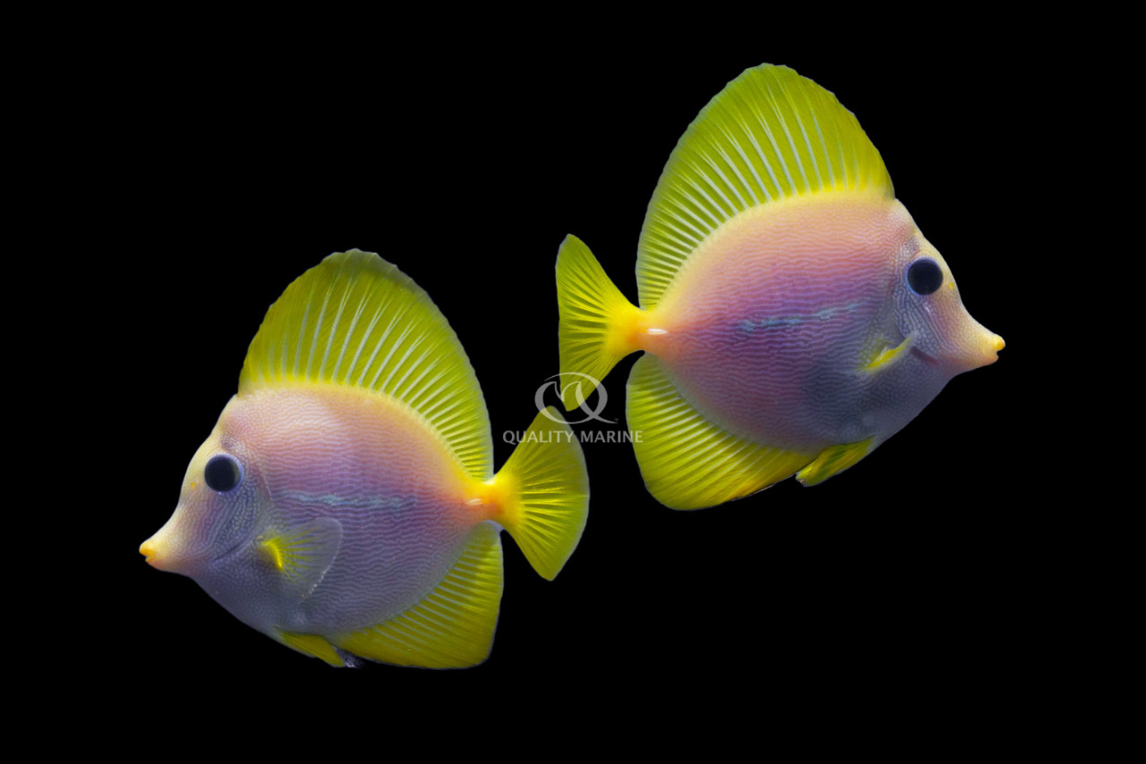 Yellow x Purple = Yurple! thumbnail image