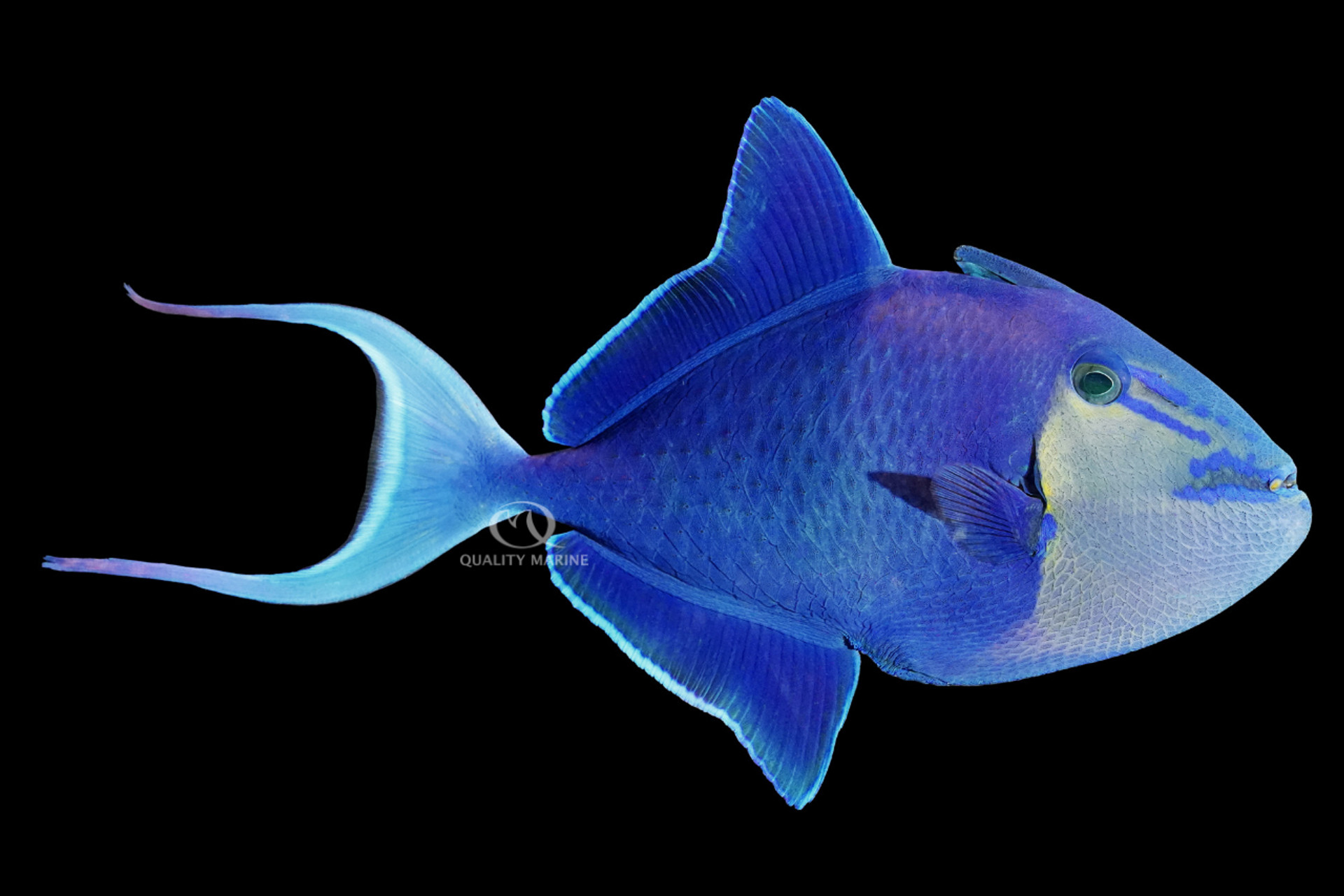 Caring for the Red-Toothed Triggerfish thumbnail image