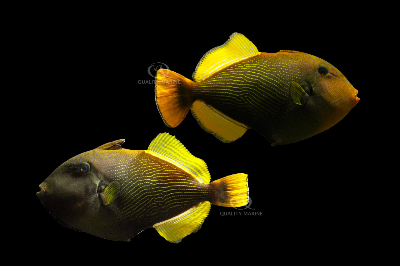 WYSIWYG Hybrid Melichthys Triggerfish thumbnail image