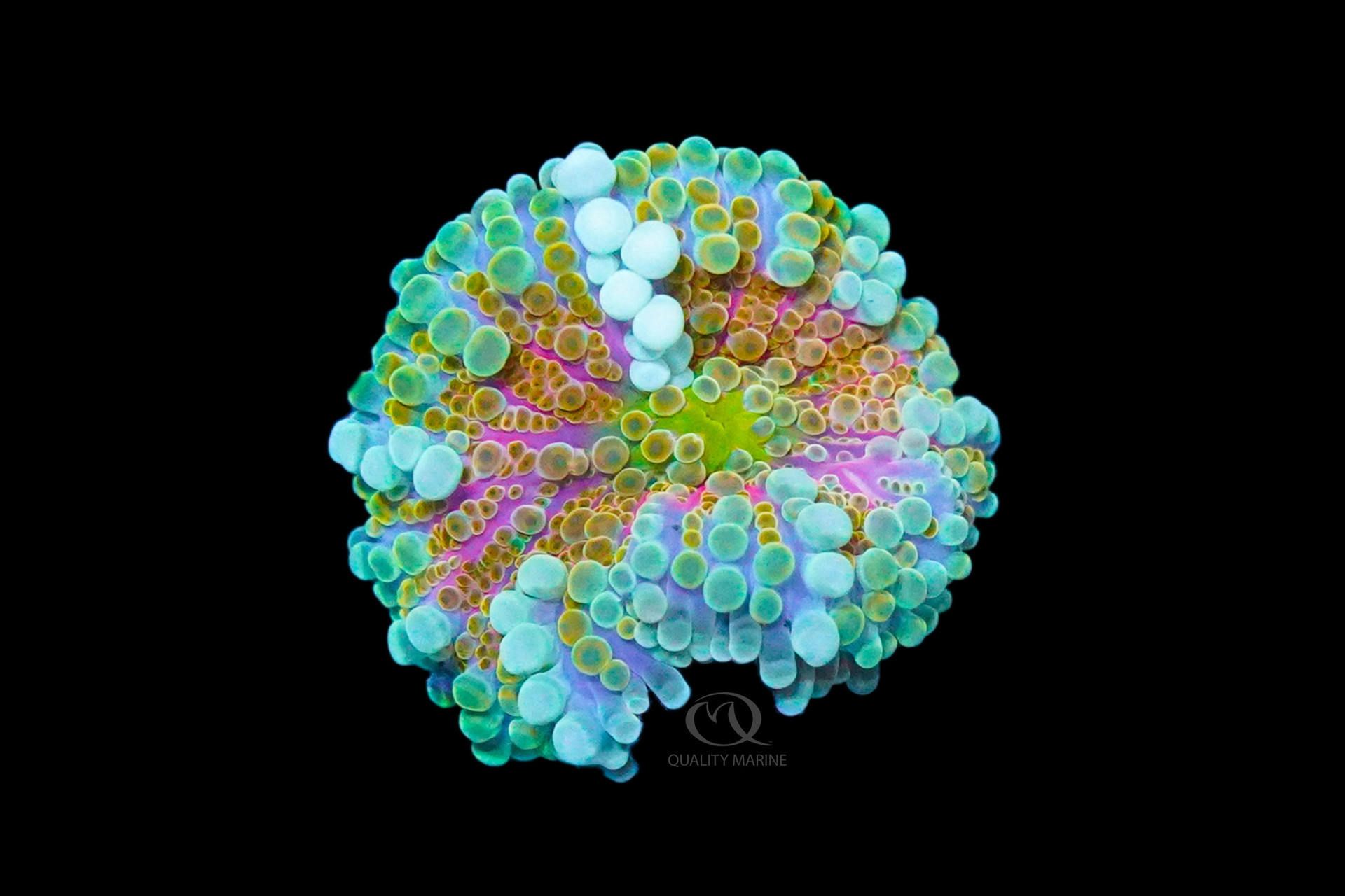 Interesting Inverts - Ricordea Rising! thumbnail image