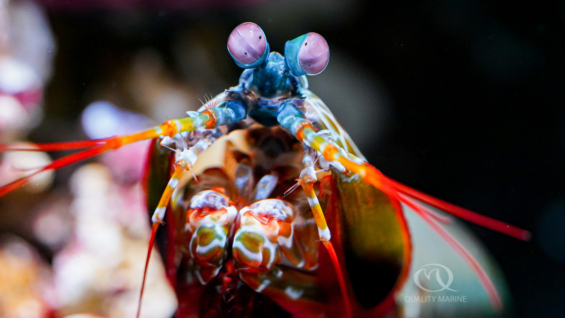 Amazing Mantises and How to Keep Them - Part I thumbnail image