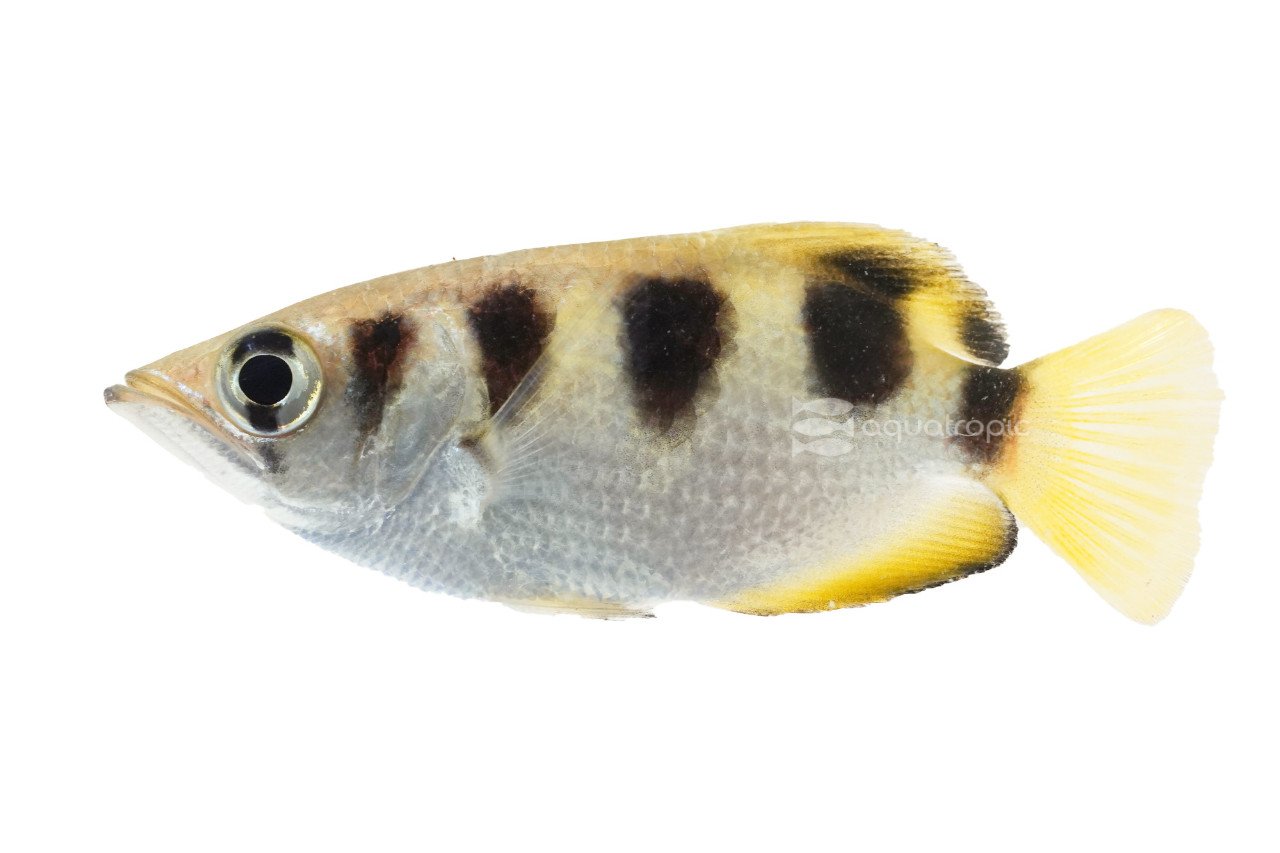 Totally Toxotes thumbnail image