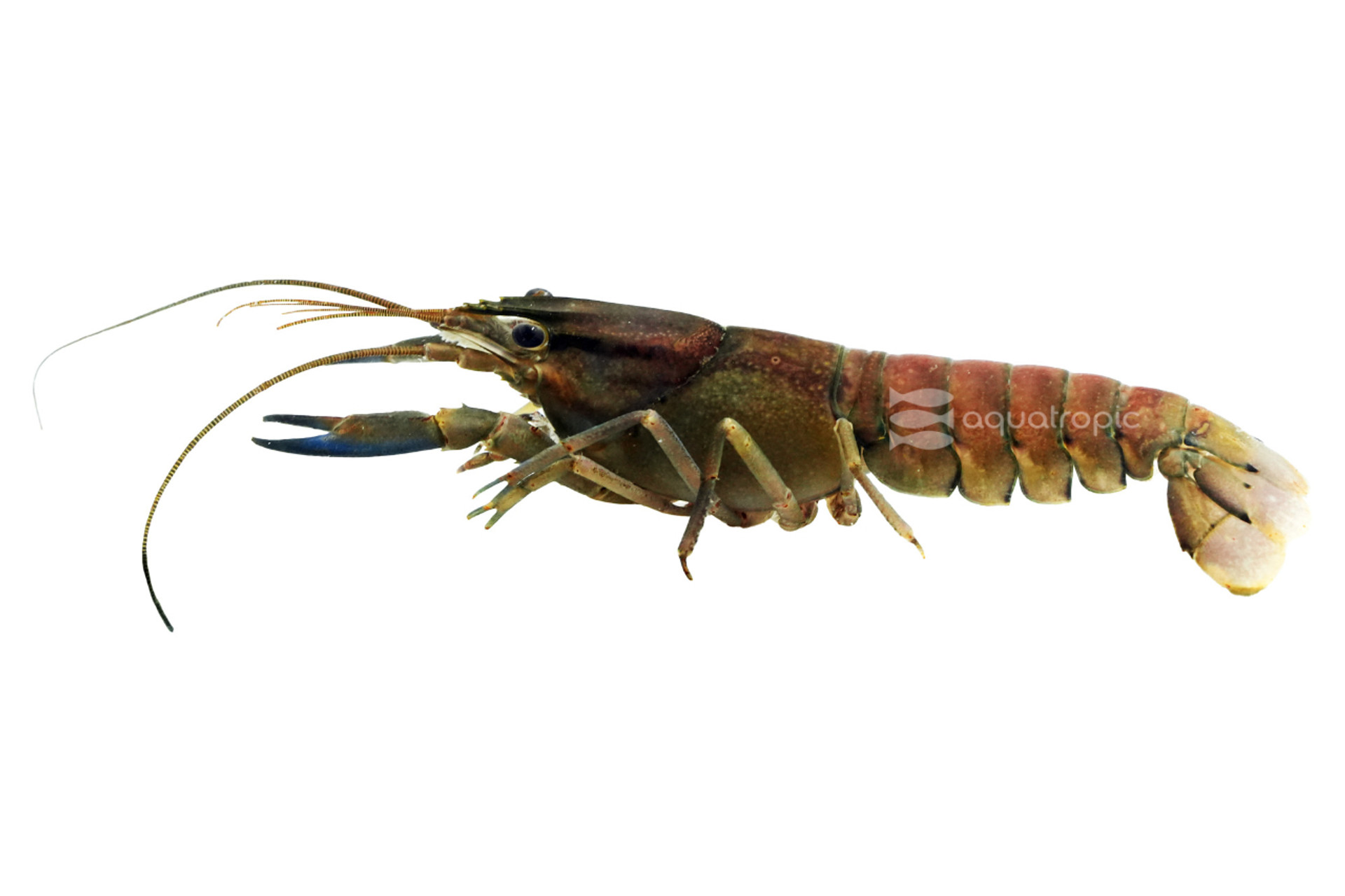 Pulcher Papua Maroon Lobsters thumbnail image