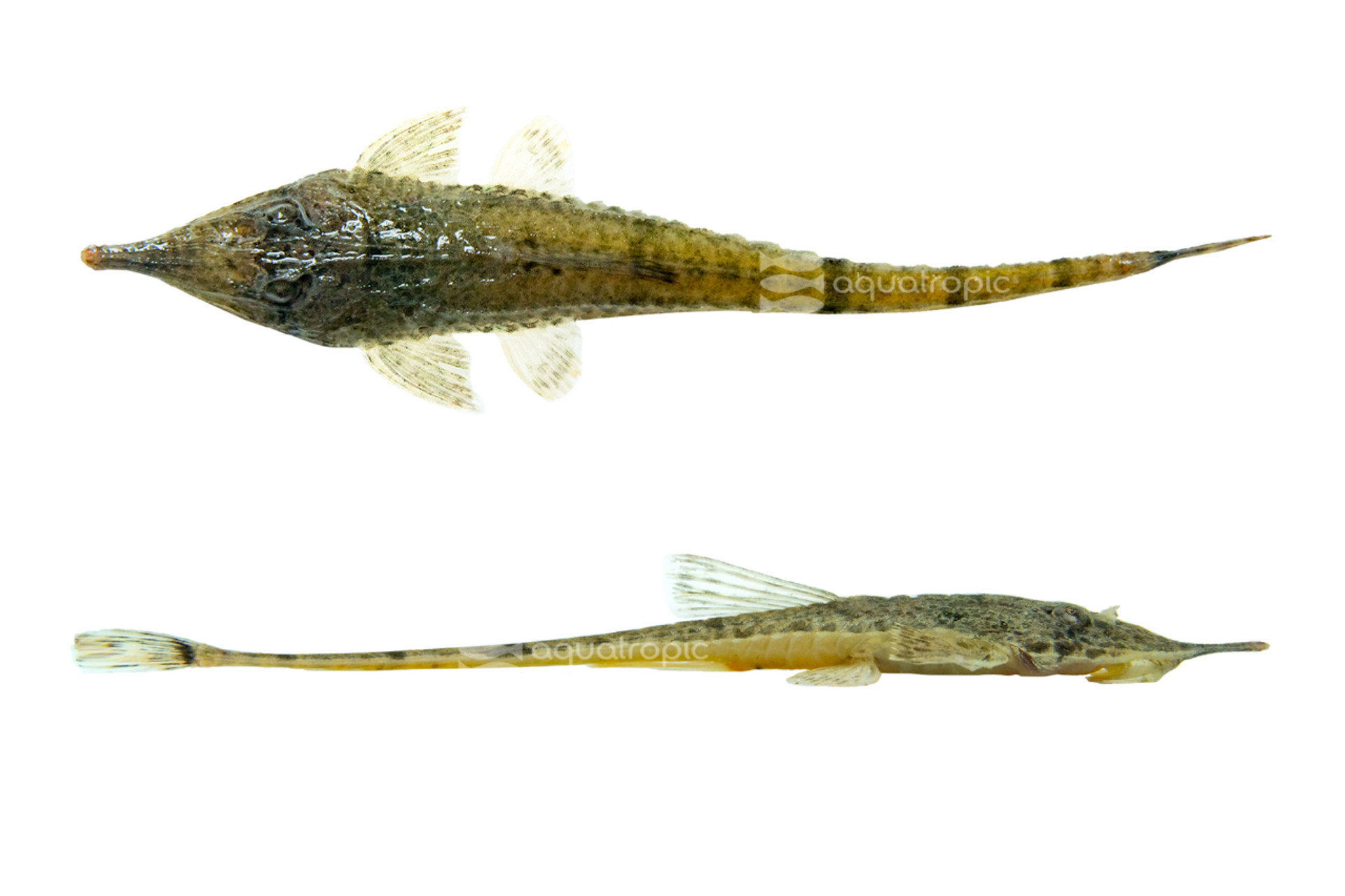 Someday, You'll Be A Real Catfish thumbnail image