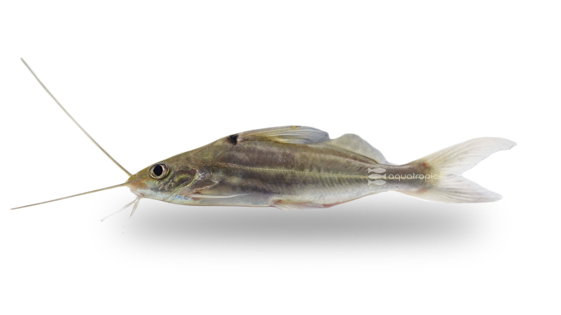 4-line Pictus Cat thumbnail image