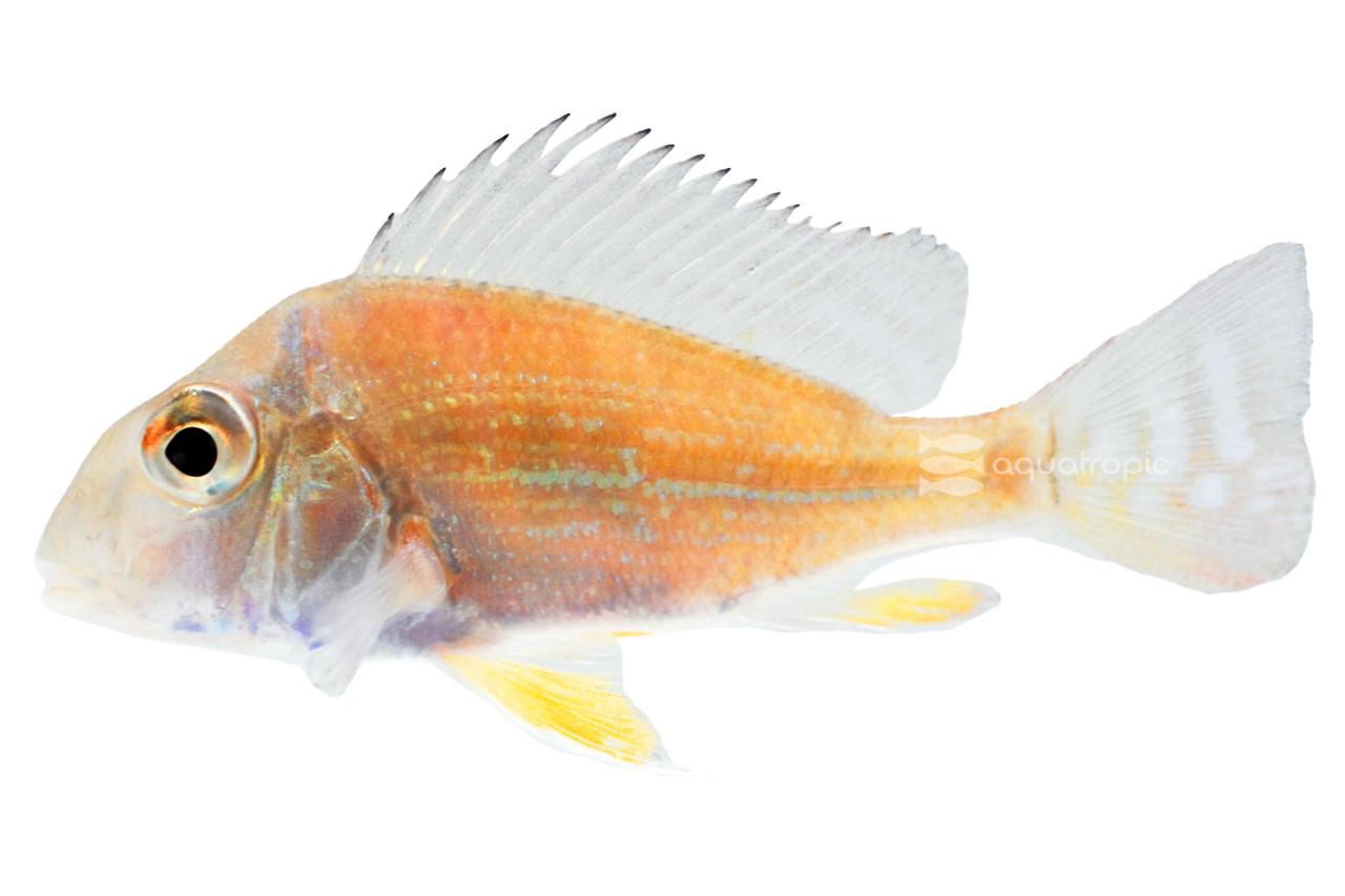 ​Redstriped Surinamensis Eartheater Cichlid thumbnail image