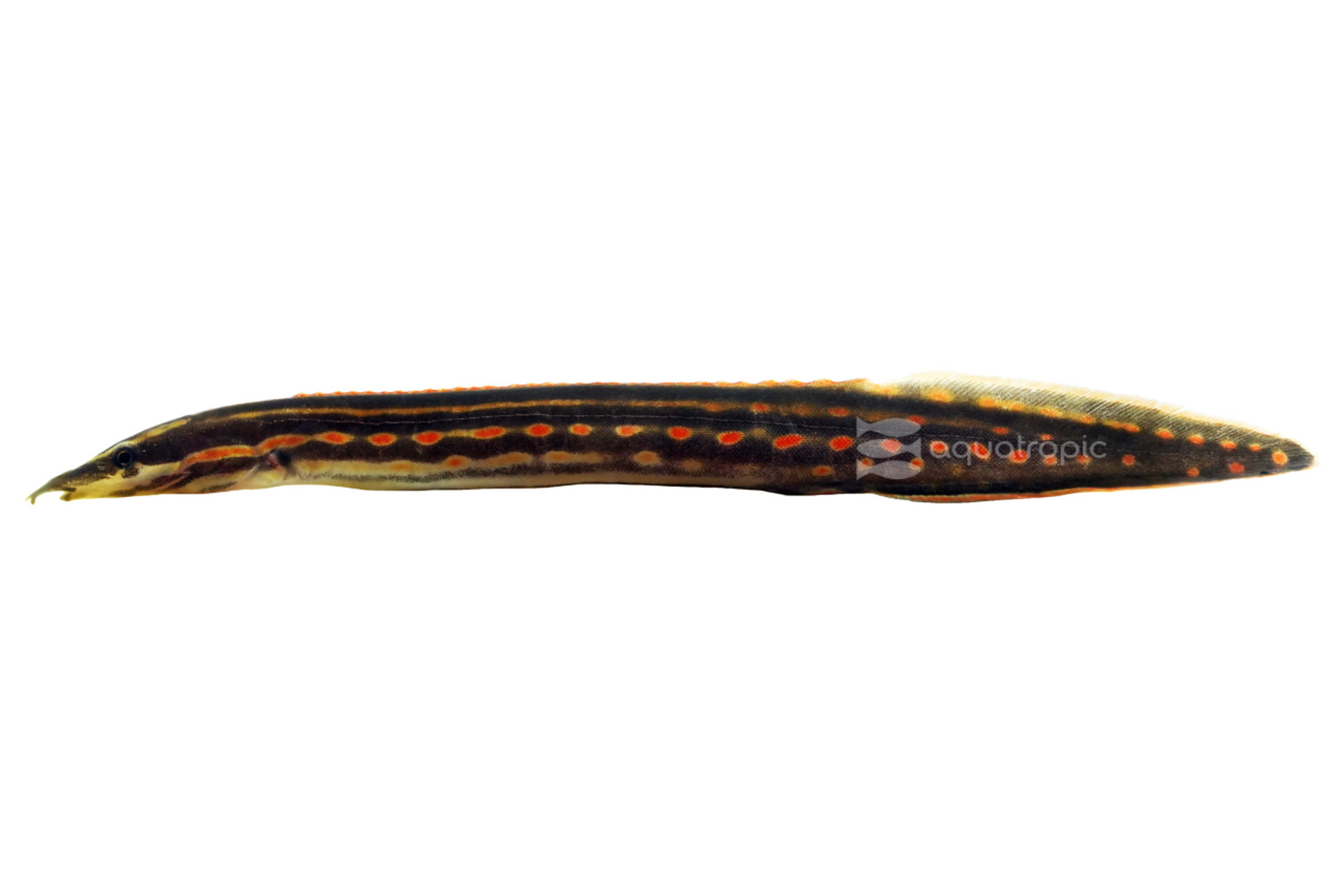 So Fire Eel thumbnail image