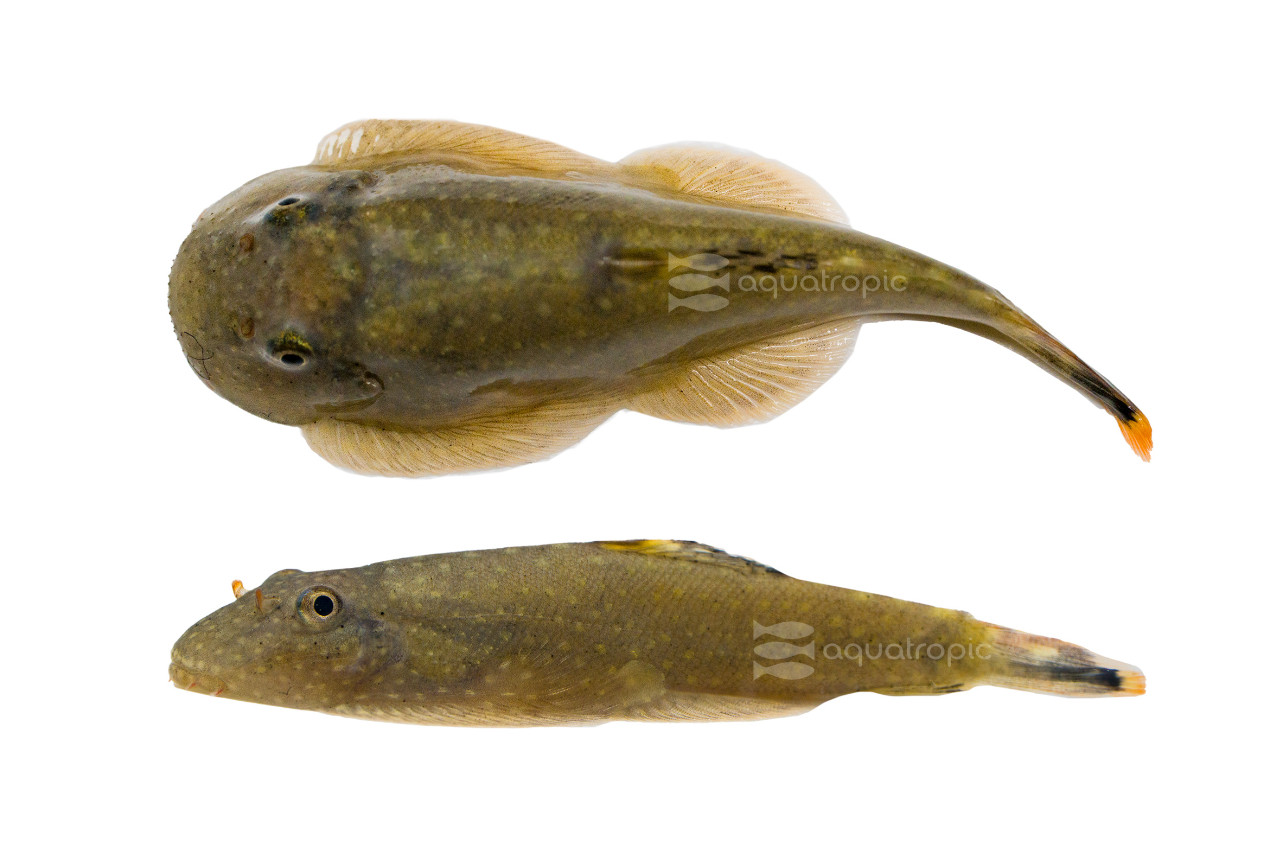 Looking For Loaches? May We Suggest Myers? thumbnail image