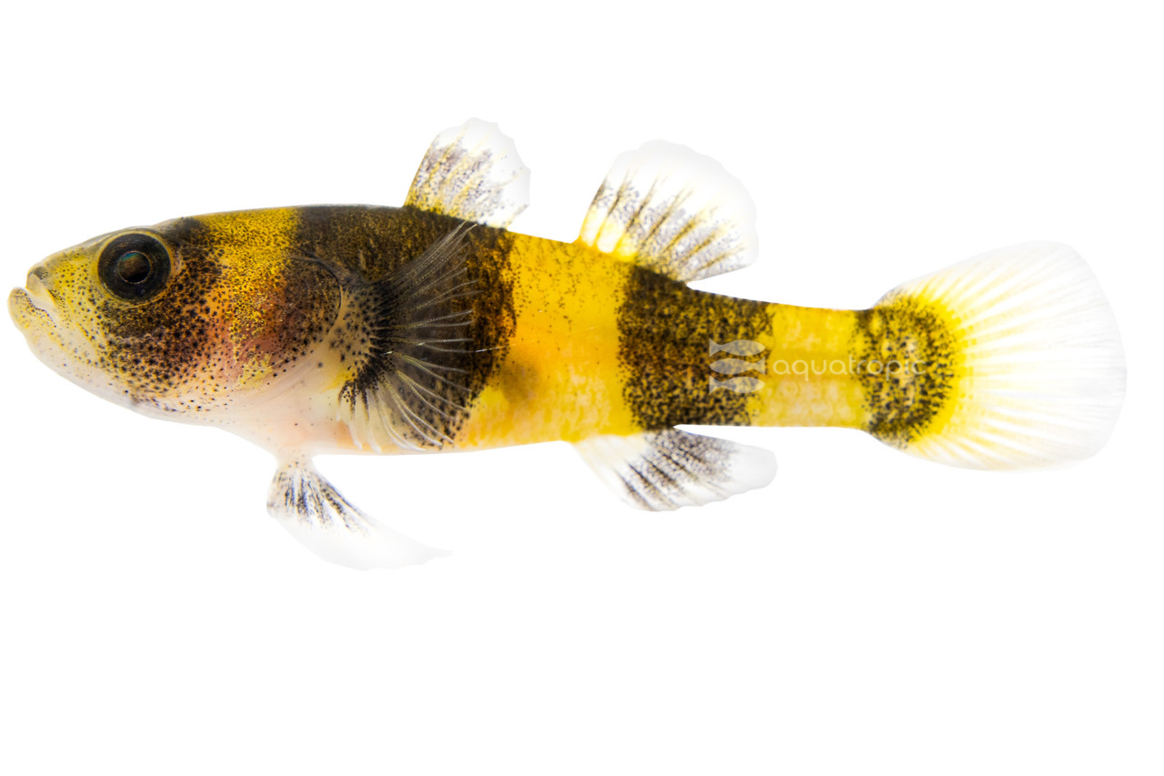 A Bumblebee Sized Bumblebee Goby thumbnail image