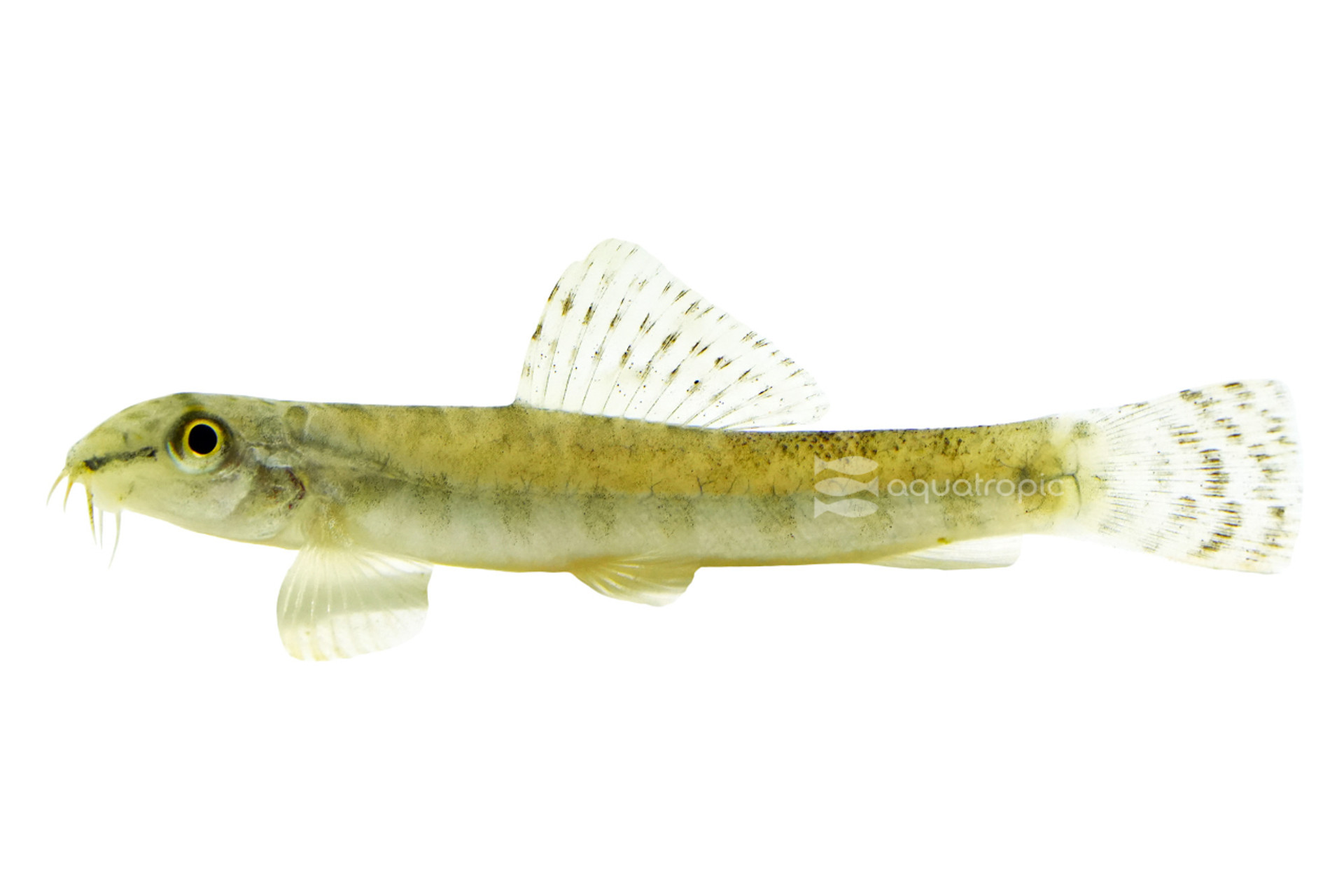 Loach Lovers thumbnail image