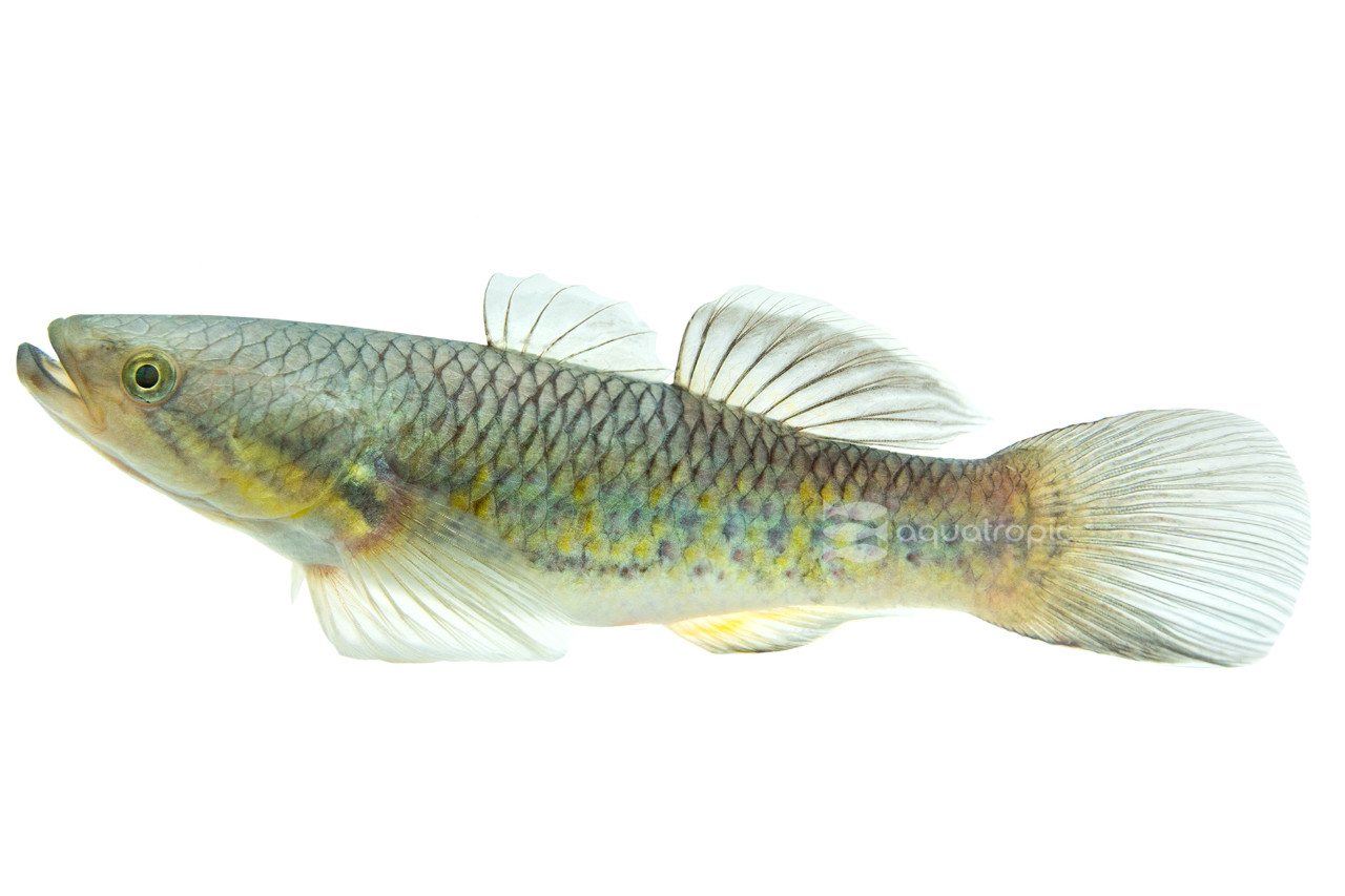 Ornate Sleeper Goby thumbnail image