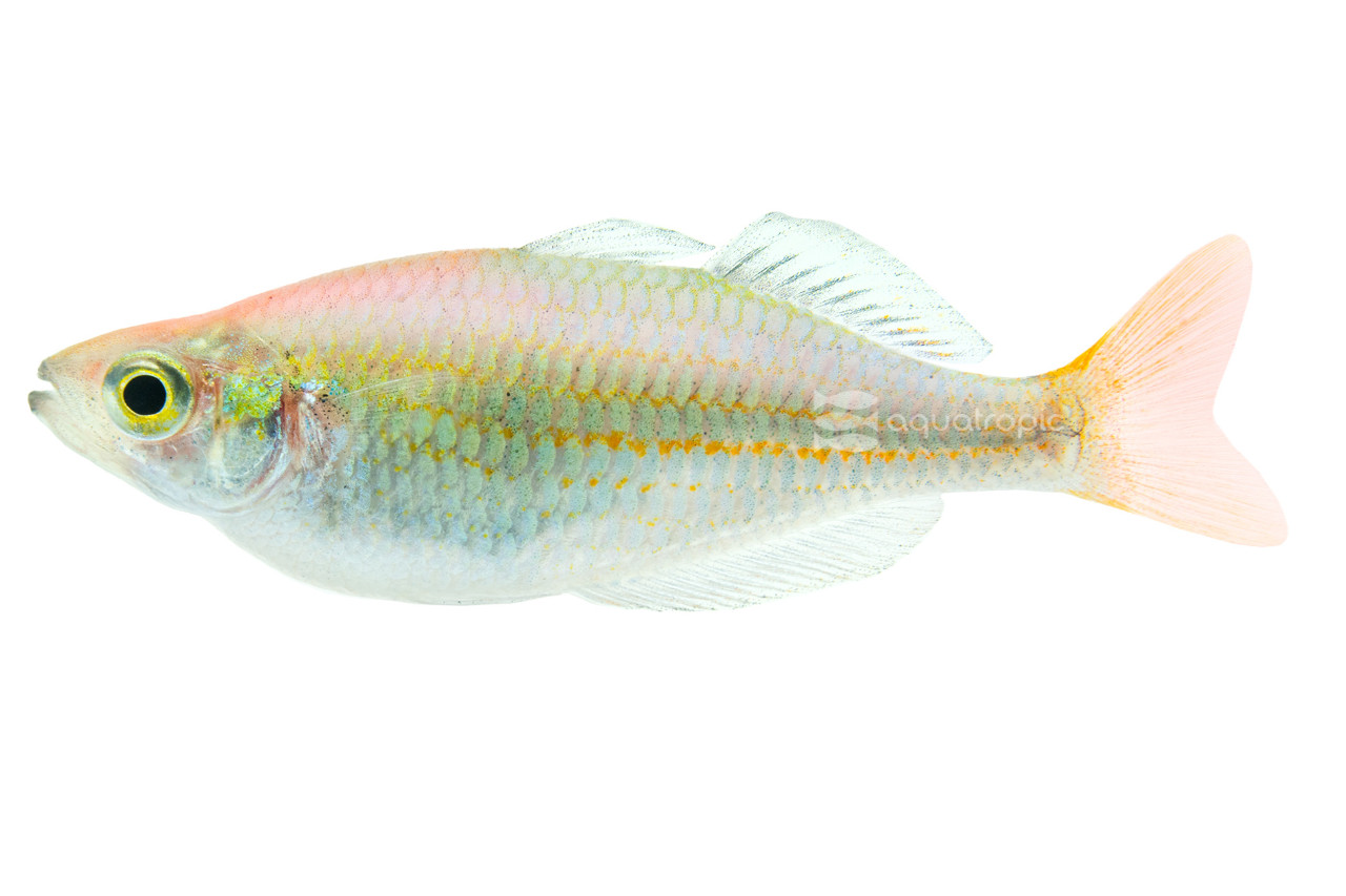 Kali Tawa Rainbowfish thumbnail image