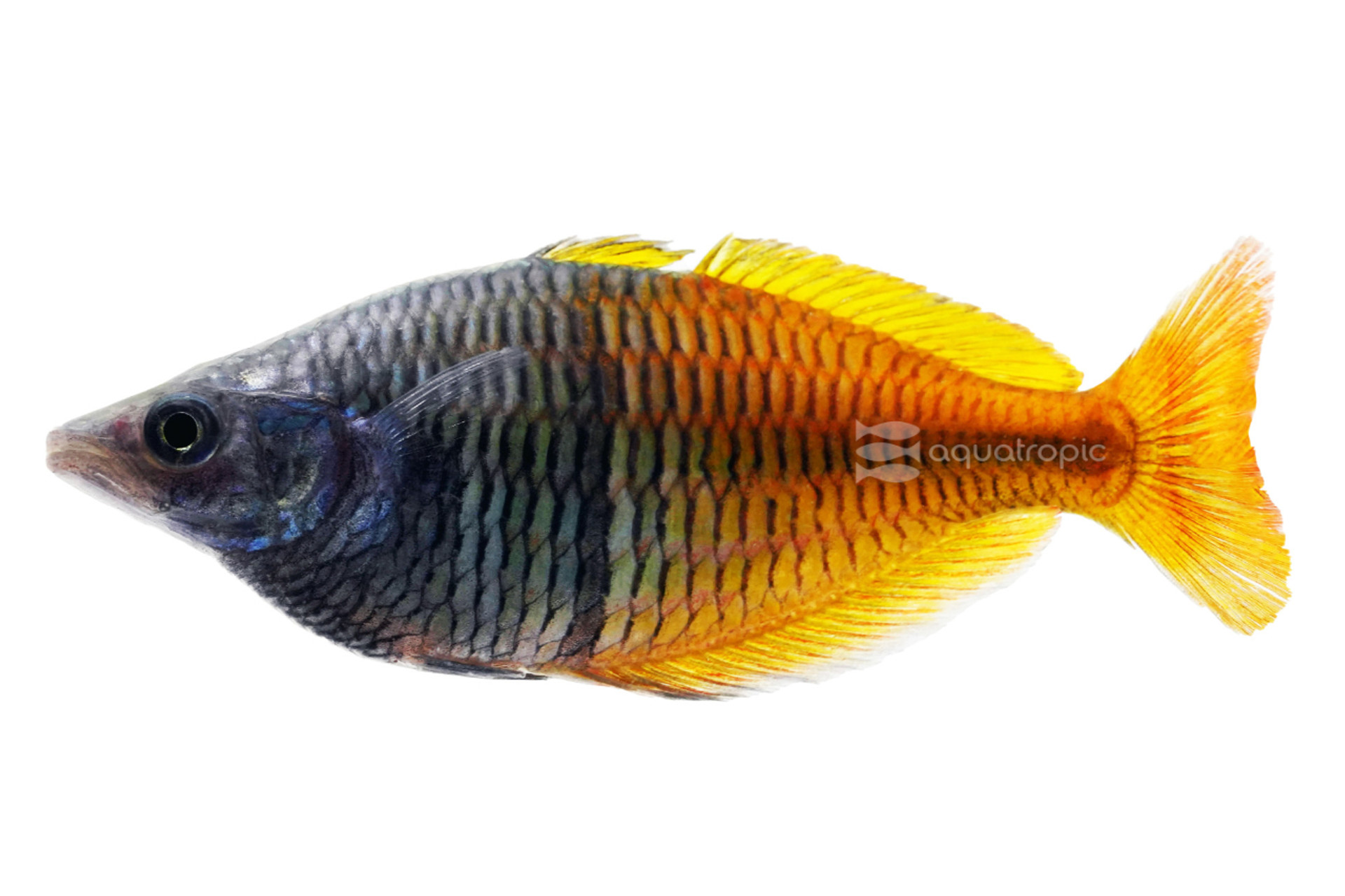 Boesemani 'Iriani' Rainbowfish thumbnail image