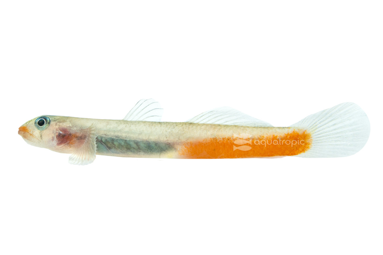 Red Stiphodons Rule! thumbnail image