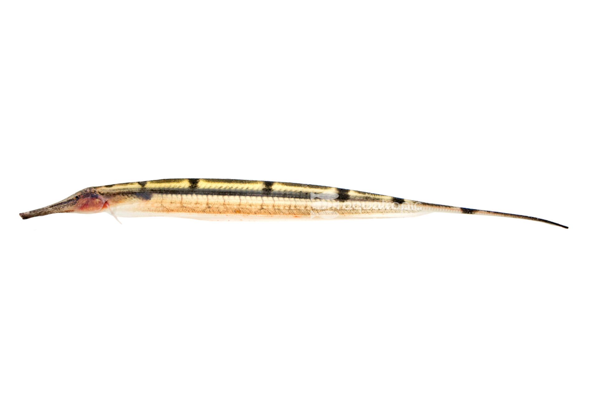 The Little Knifefish That Could thumbnail image