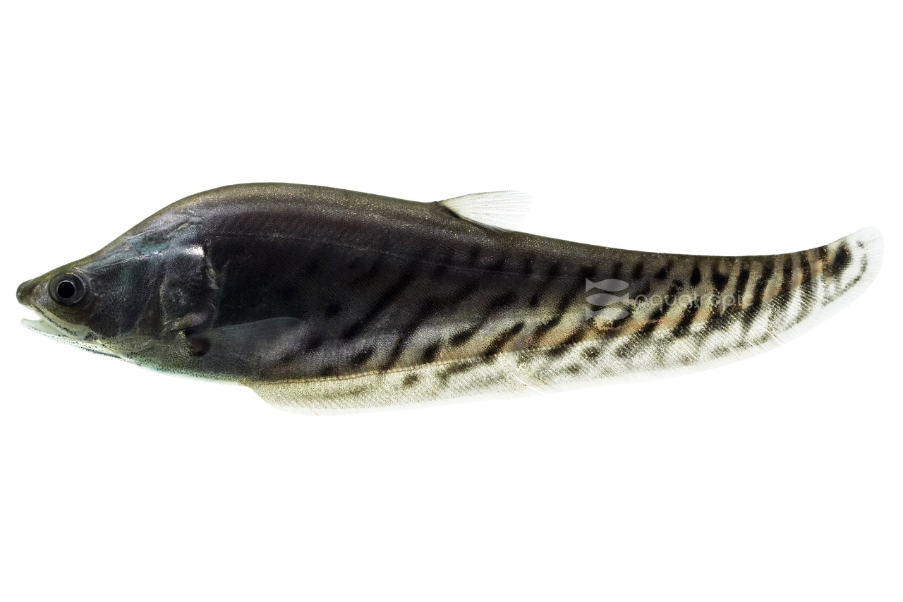 Clown Royal Knifefish thumbnail image