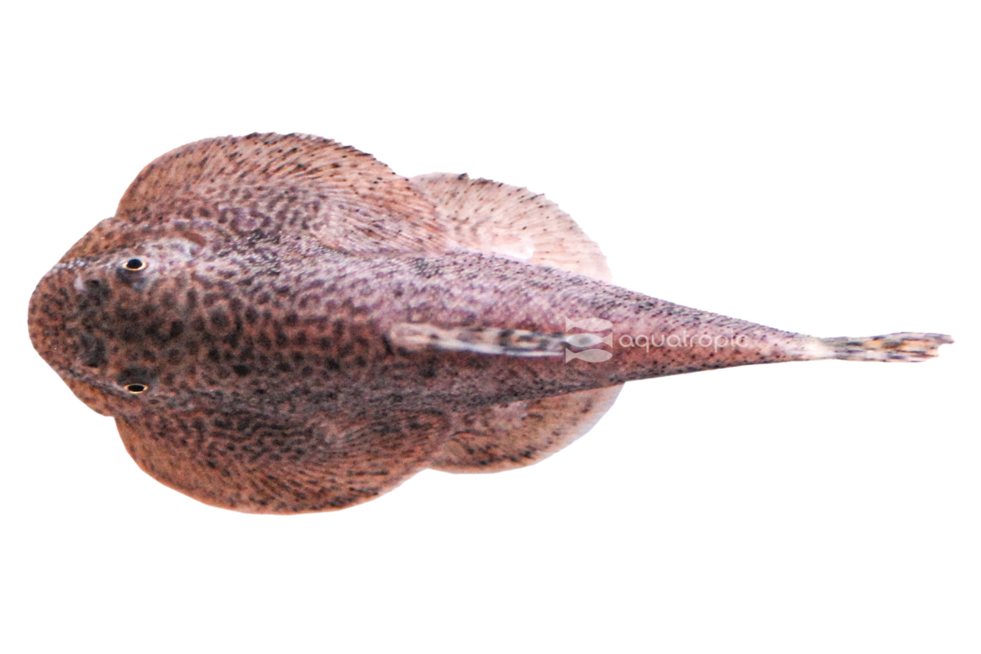 Beautiful Beaufortia Butterfly Loaches thumbnail image