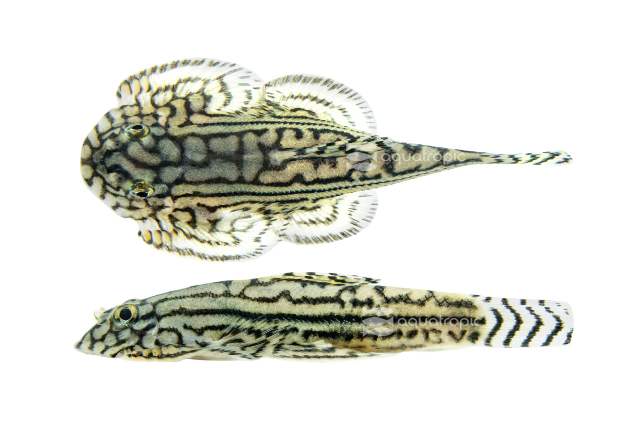 Reticulated Hillstream Loach thumbnail image