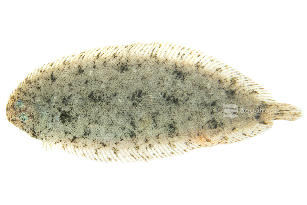 A Tank with Sole thumbnail image