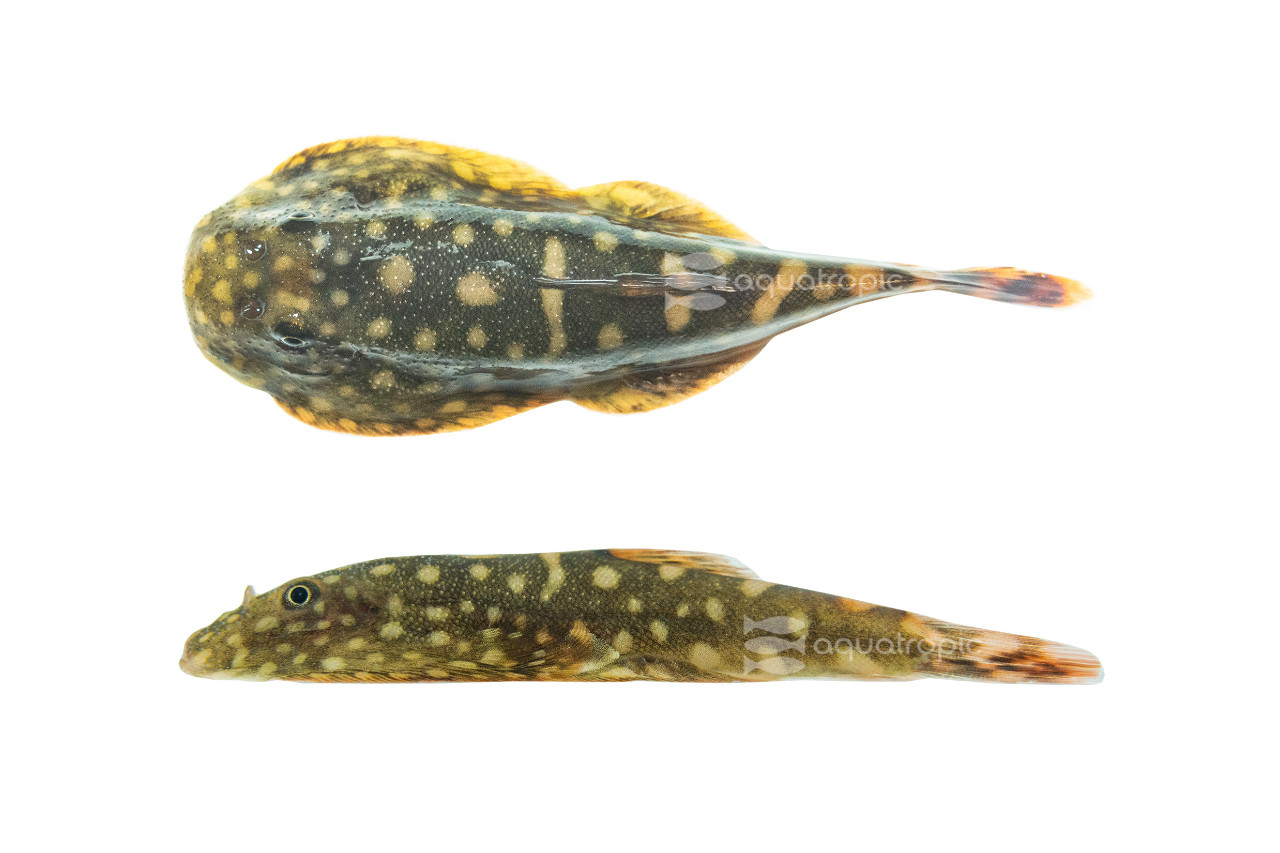 Big Spots Crenastus Borneo Sucker Loach thumbnail image
