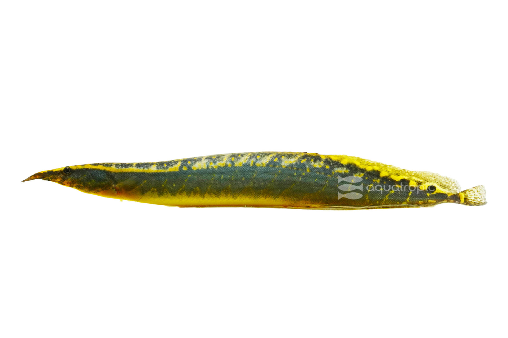 When Is An Eel Not An Eel? When It's Spiny! thumbnail image