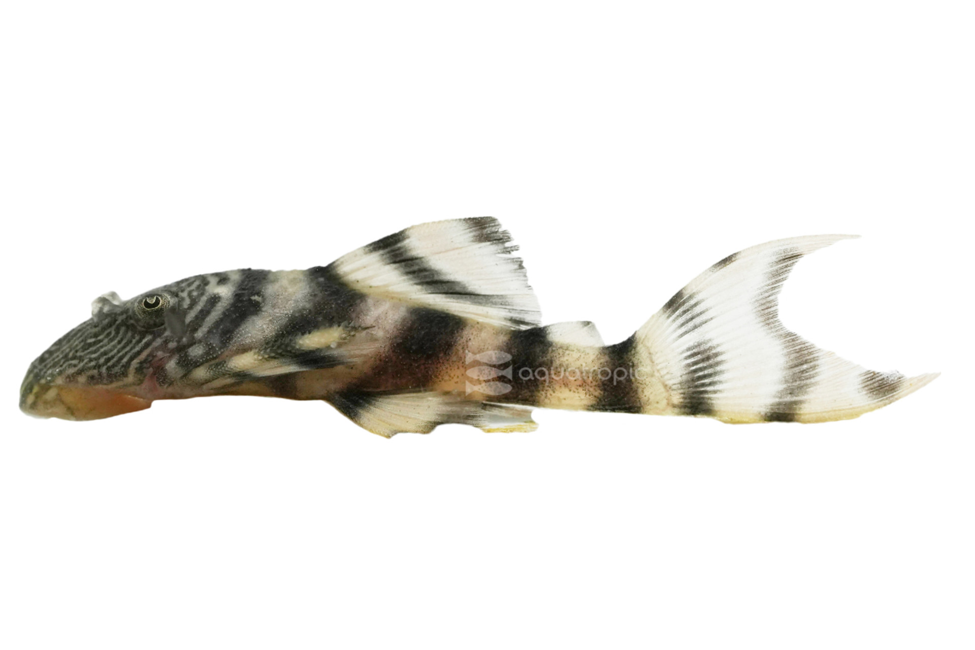 Peruvian Tiger Plecostomus thumbnail image