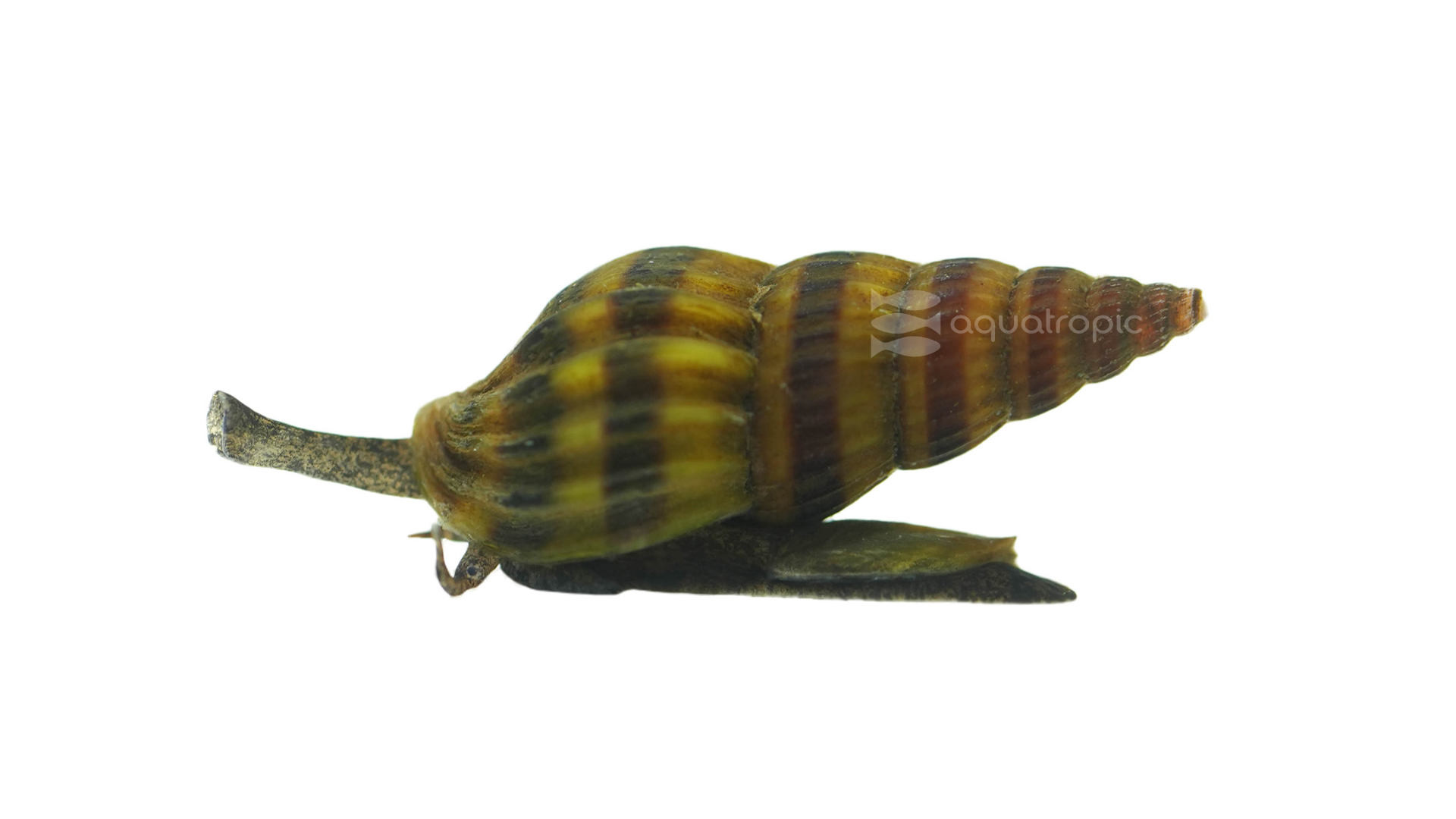 Dirty Deeds Done Dirt Cheap (Assassin Snails) thumbnail image