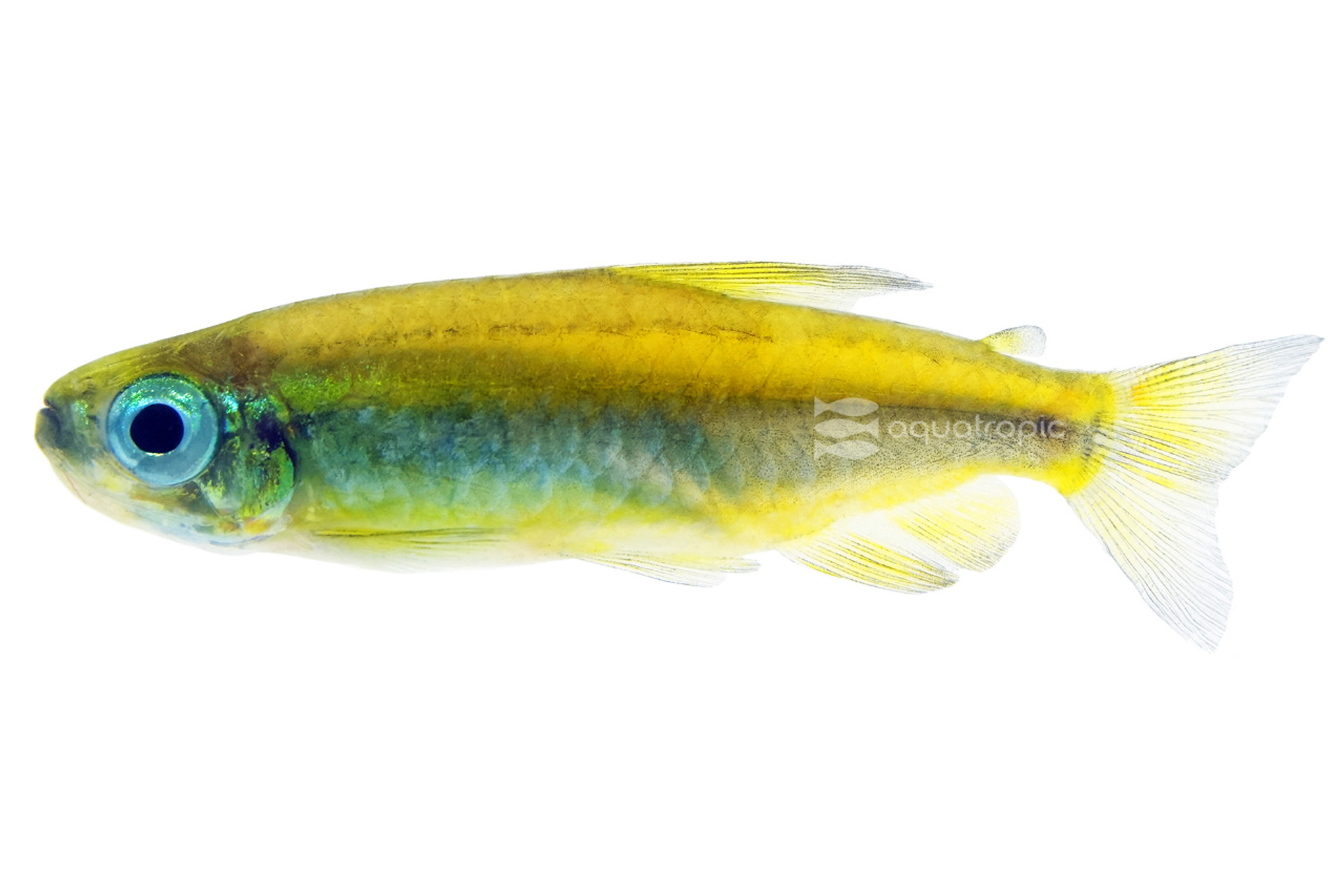 Congo Yellow Aurantiacus Tetra thumbnail image