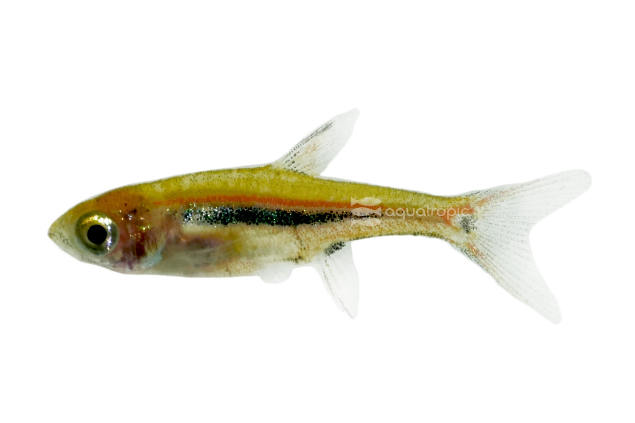 Least / Exclamation Point Rasbora thumbnail image