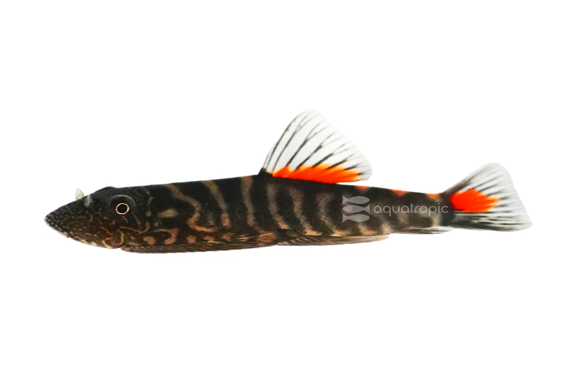 Bloody Mary Hillstream Loach thumbnail image