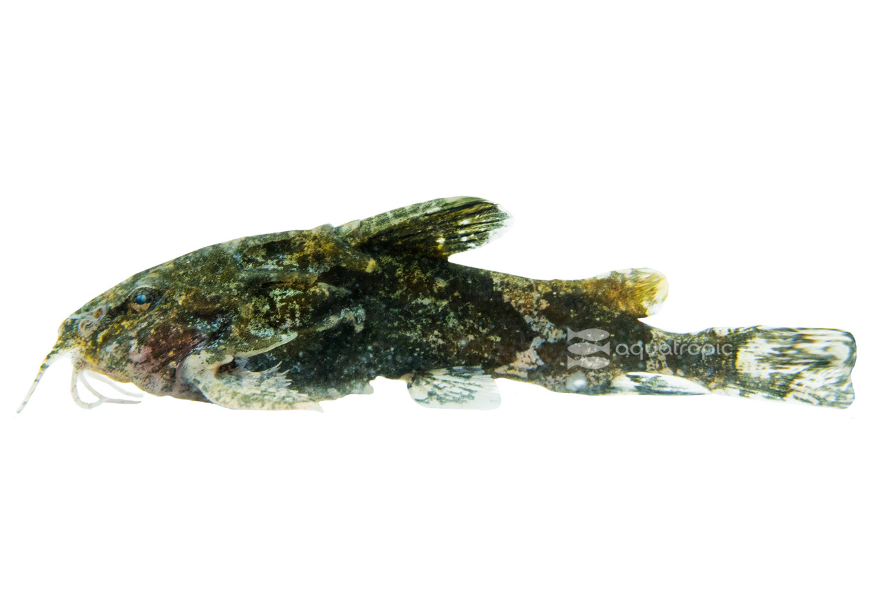 Asian Moth Catfish thumbnail image