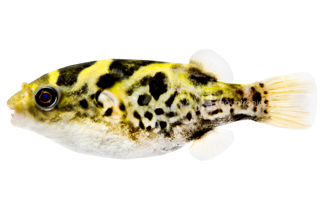 Green / Topaz Ceylon Pufferfish thumbnail image