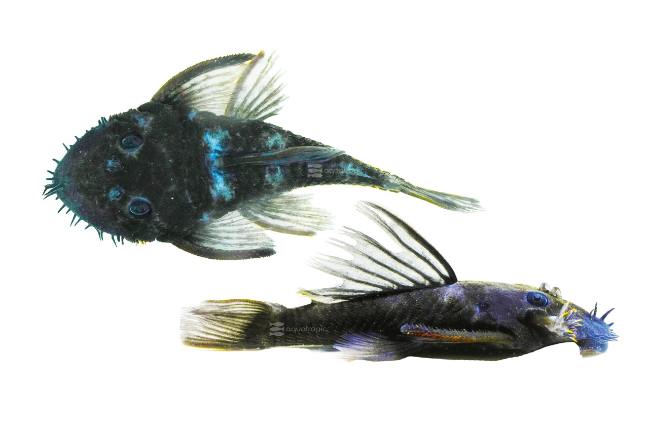 Large Eyed Bristlenose Pleco LDA-074 thumbnail image