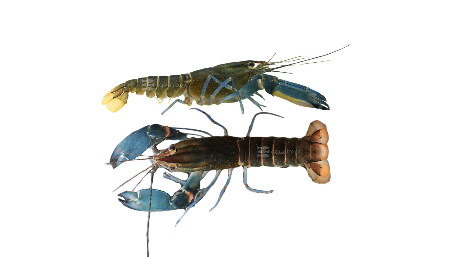 Blue Marble Lobster thumbnail image