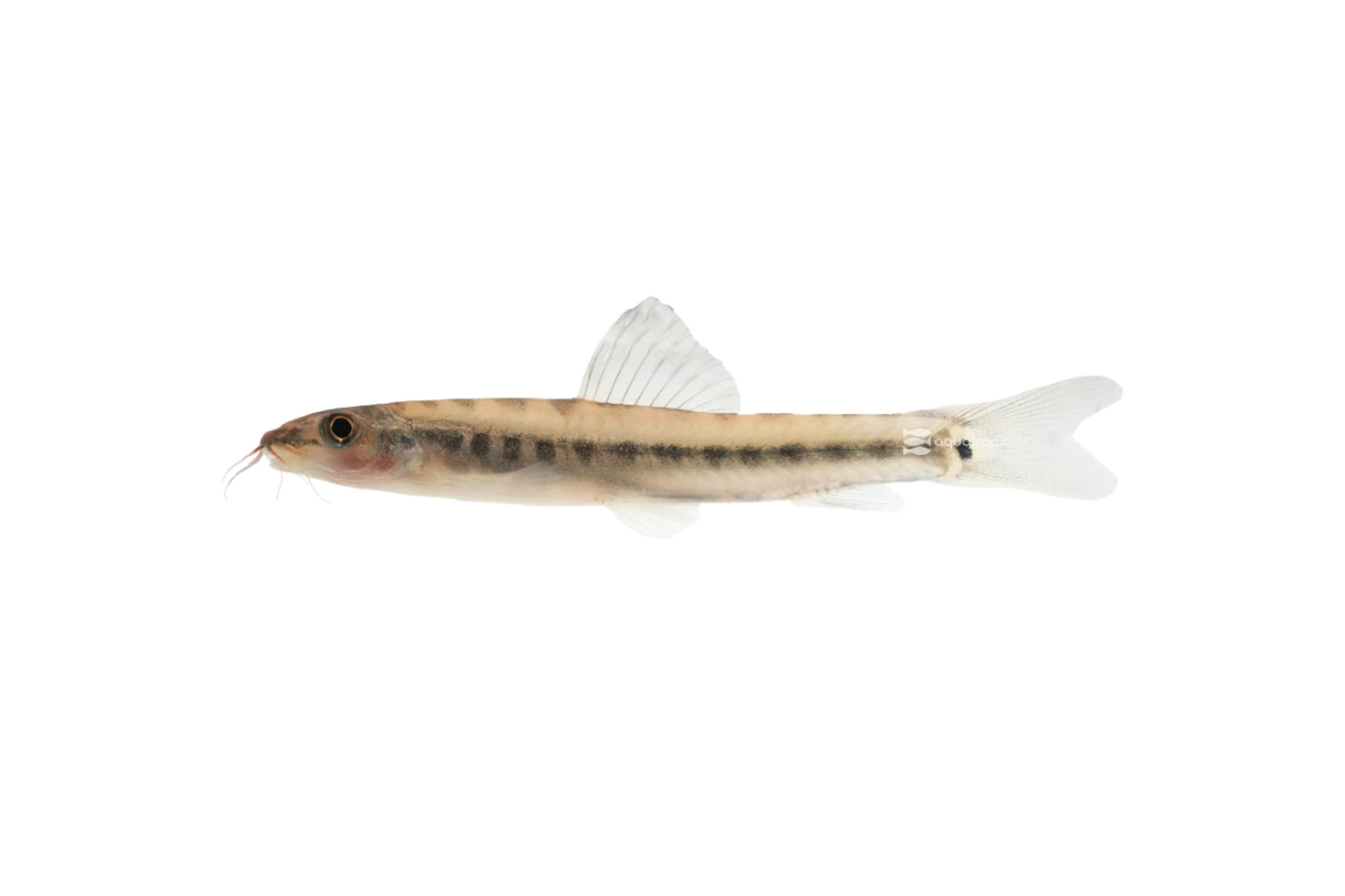The Lovely Little Ornate Loach thumbnail image