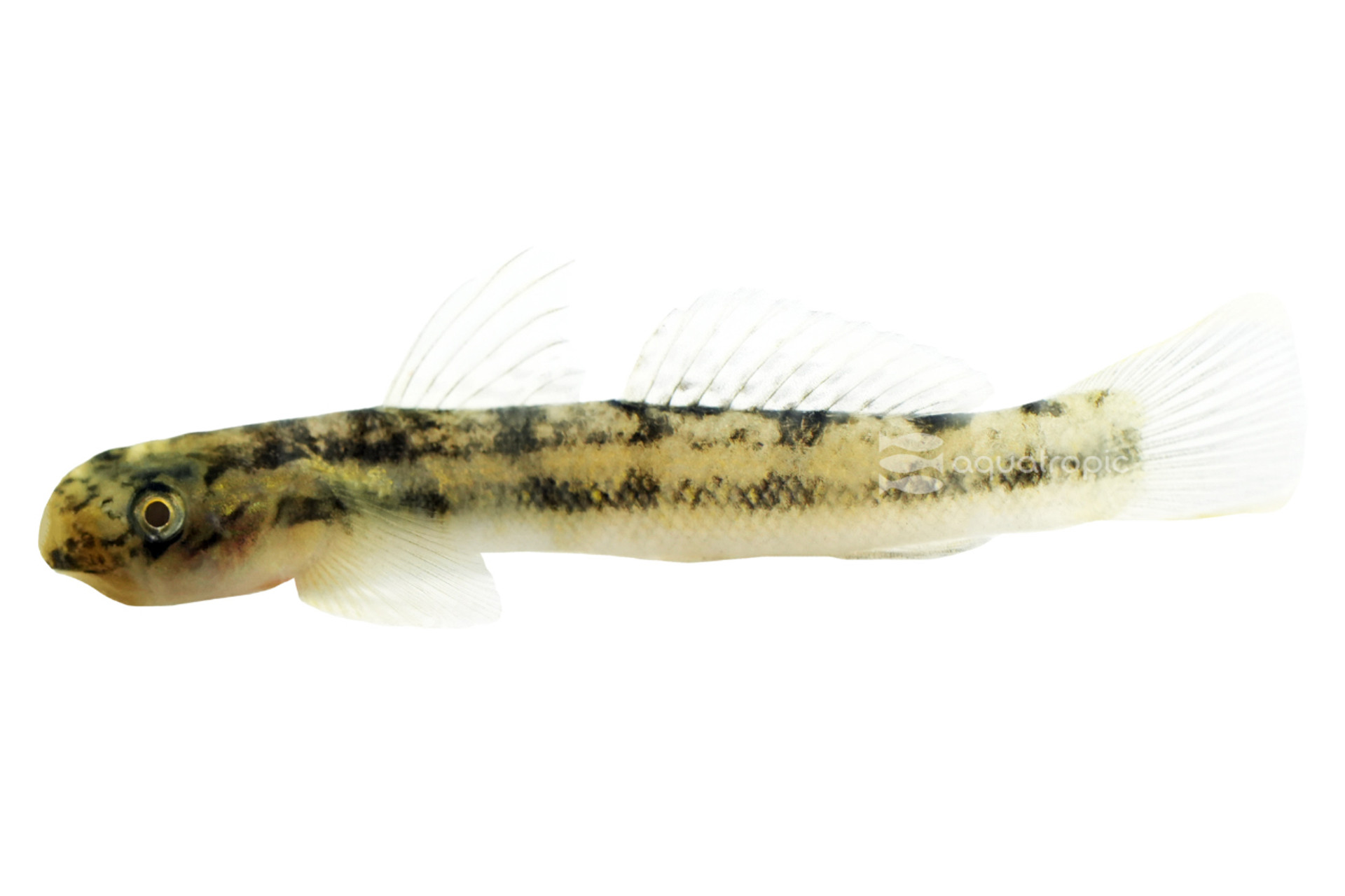Sicyopterus Threadfin Goby thumbnail image