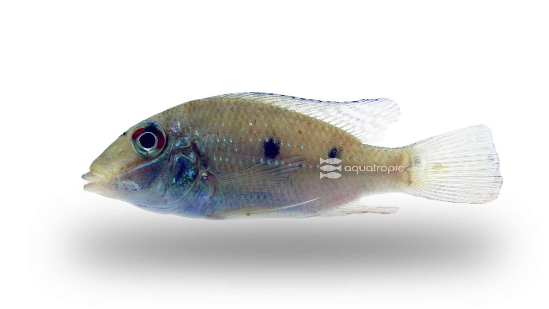 What's In A Name? - Satanoperca daemon thumbnail image