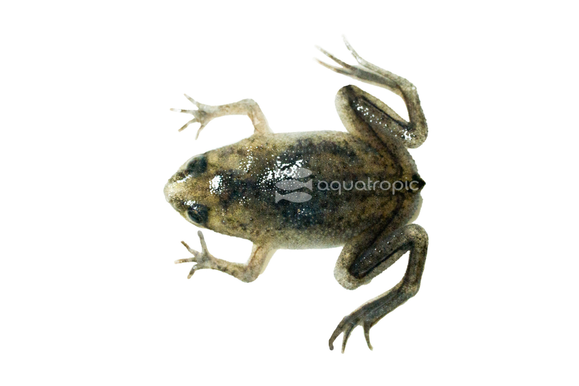 African Dwarf Frogs (and why you need them) thumbnail image