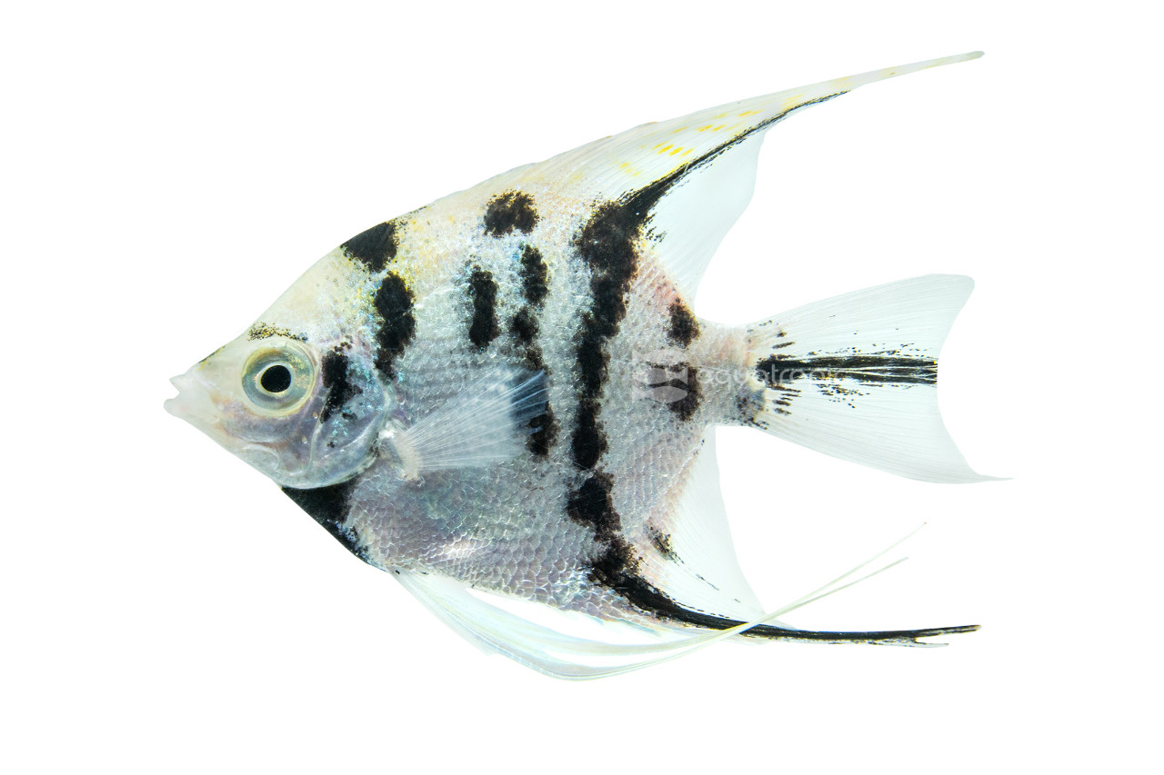 Panda Angelfish thumbnail image