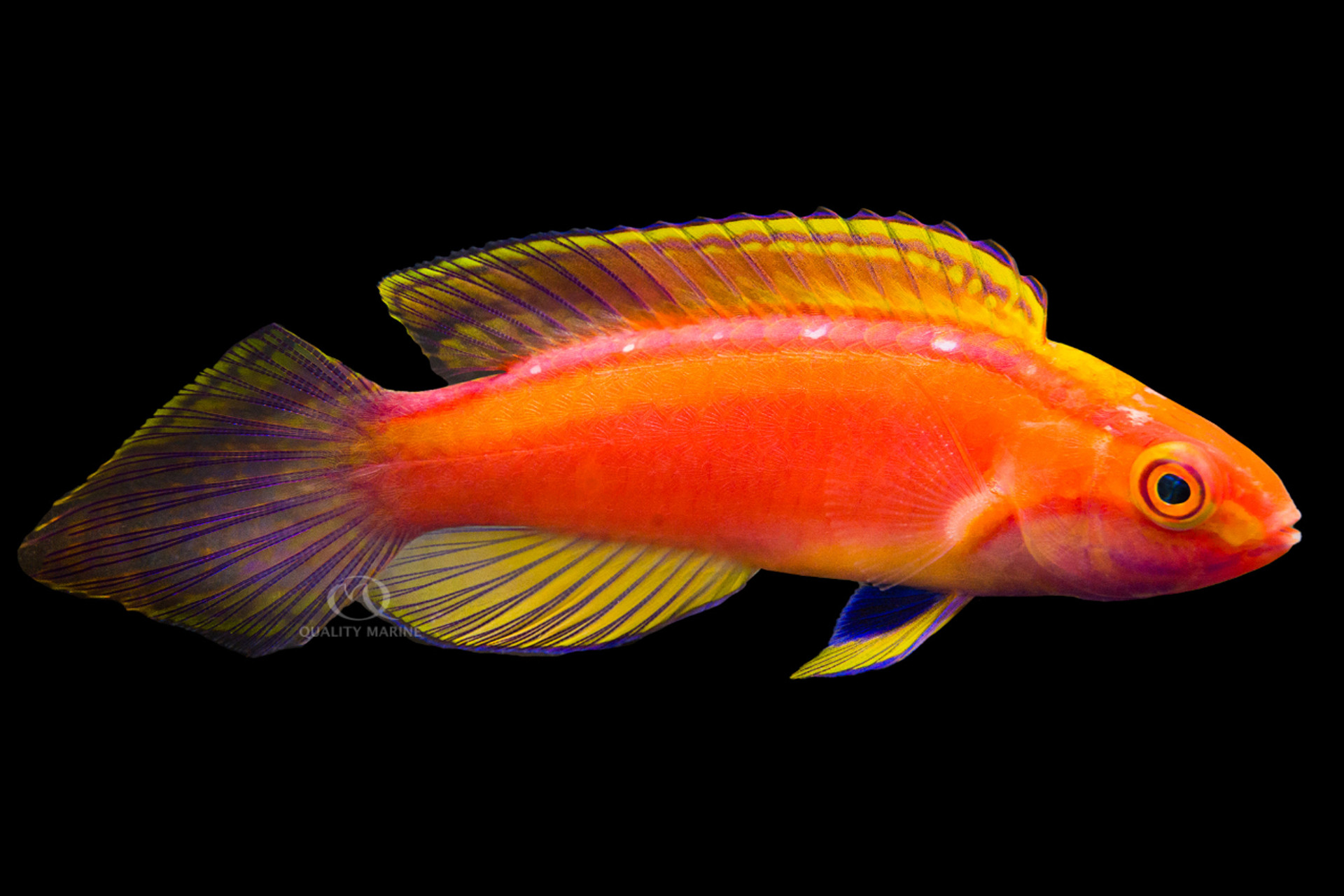 Pink-Banded Fairy Wrasse thumbnail image