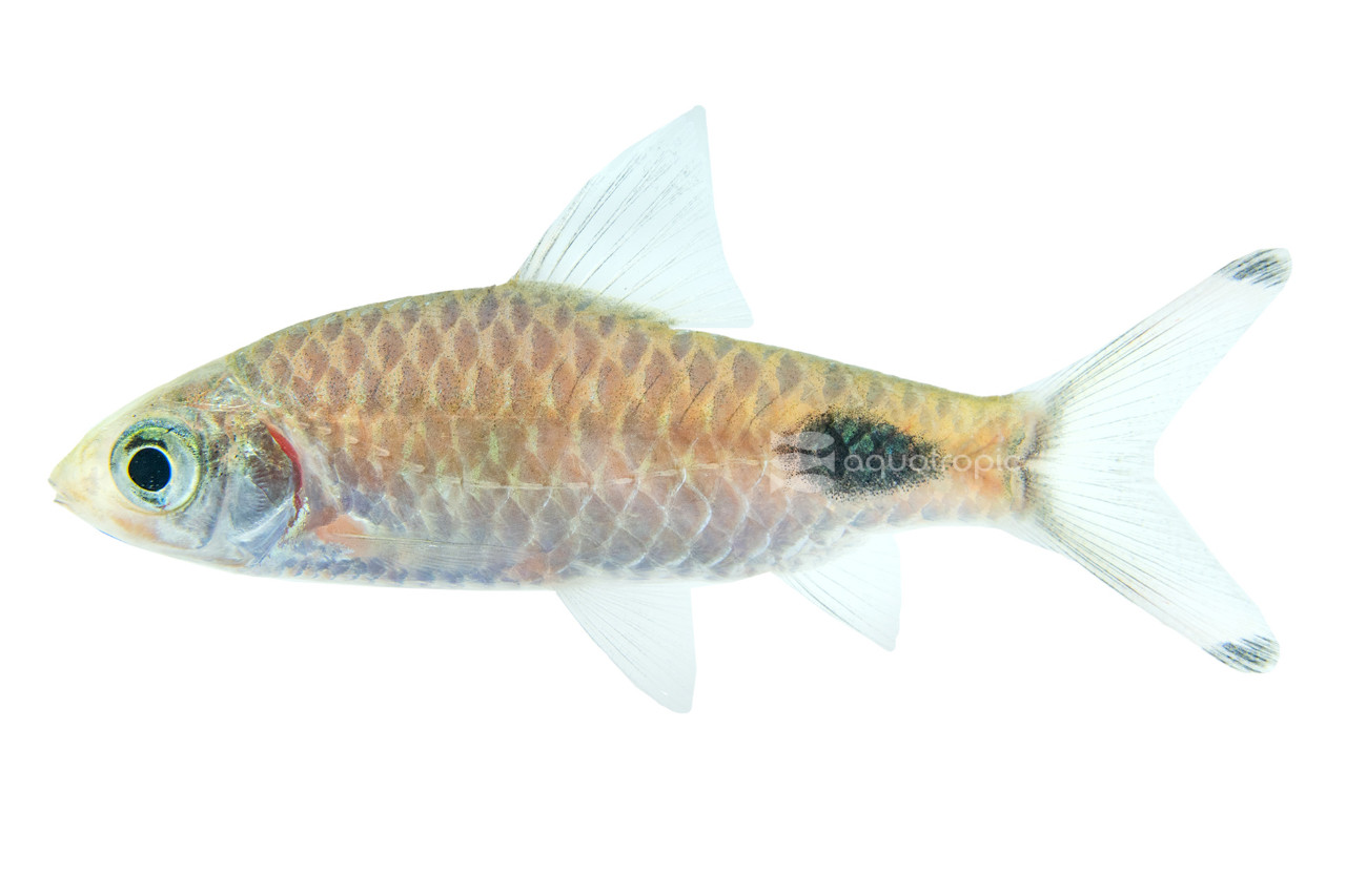 Swimmers of Rohan thumbnail image